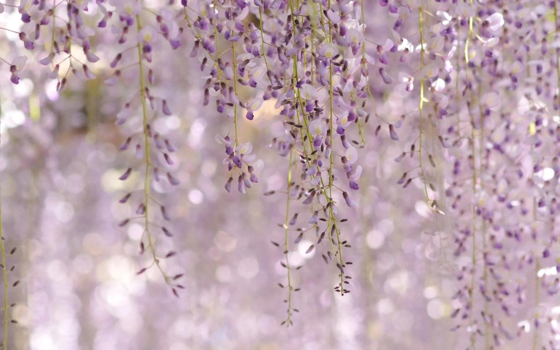 Free Lilac 4K Wallpaper & Desktop HD Background for PC