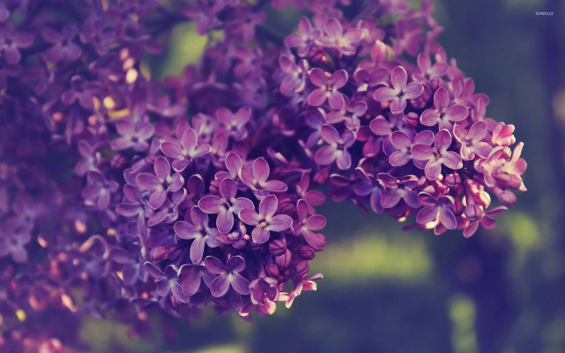 Lilac [8] wallpaper wallpaper
