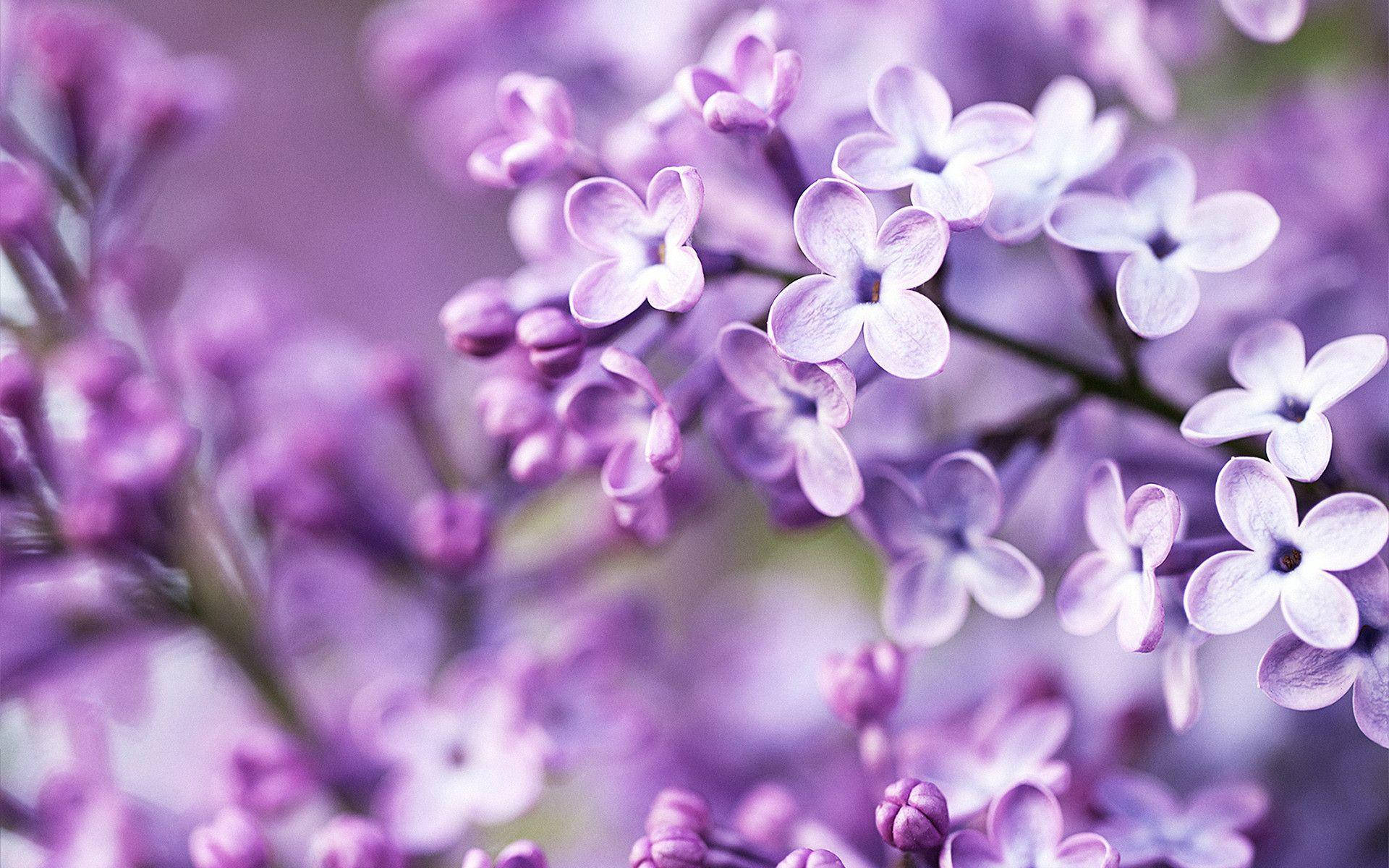 Download Wonderful Small Purple Flower Desktop Wallpaper