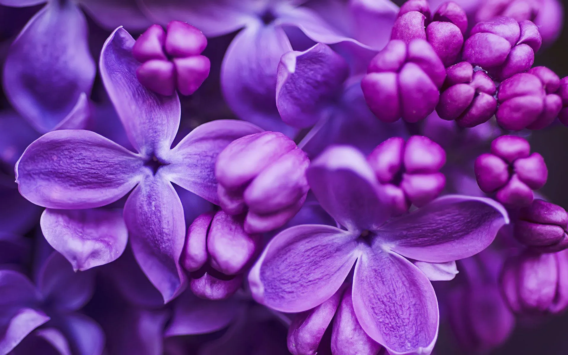 Purple Lilac Blossom