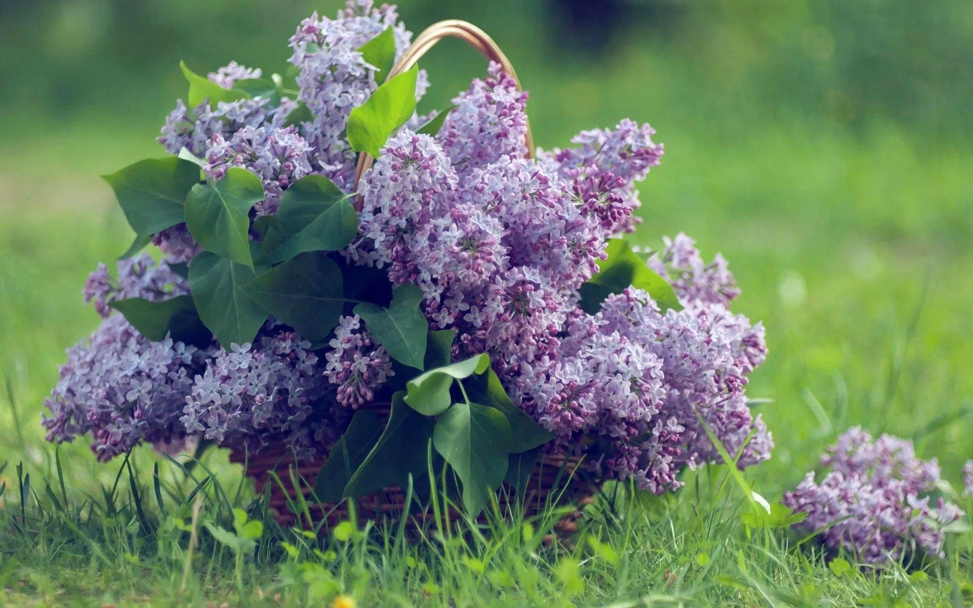 Spring Basket of Lilacs on Green Grass