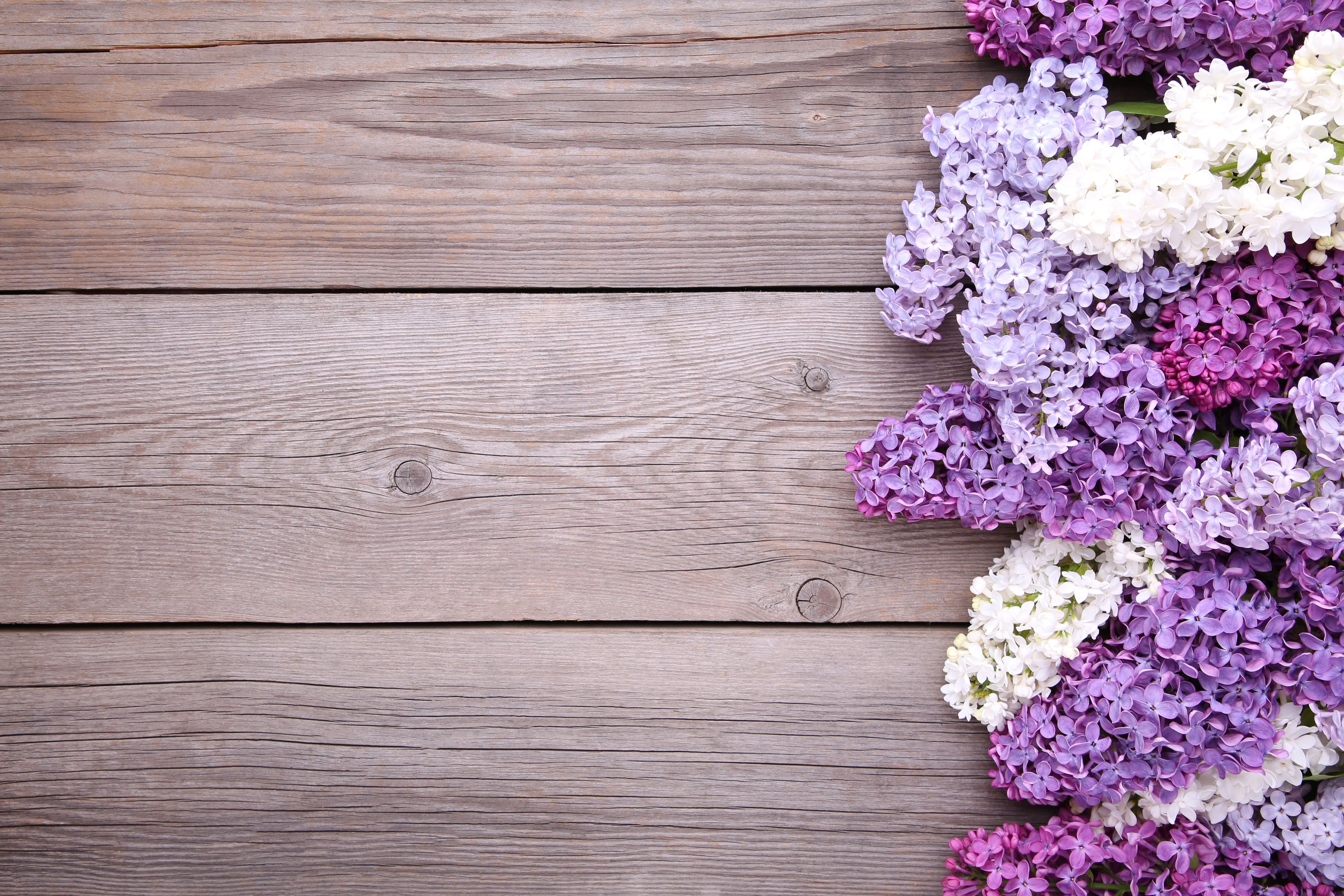 Wallpaper flowers, background, wood, flowers, lilac, purple, lilac for mobile and desktop, section цветы, resolution 5472x3648