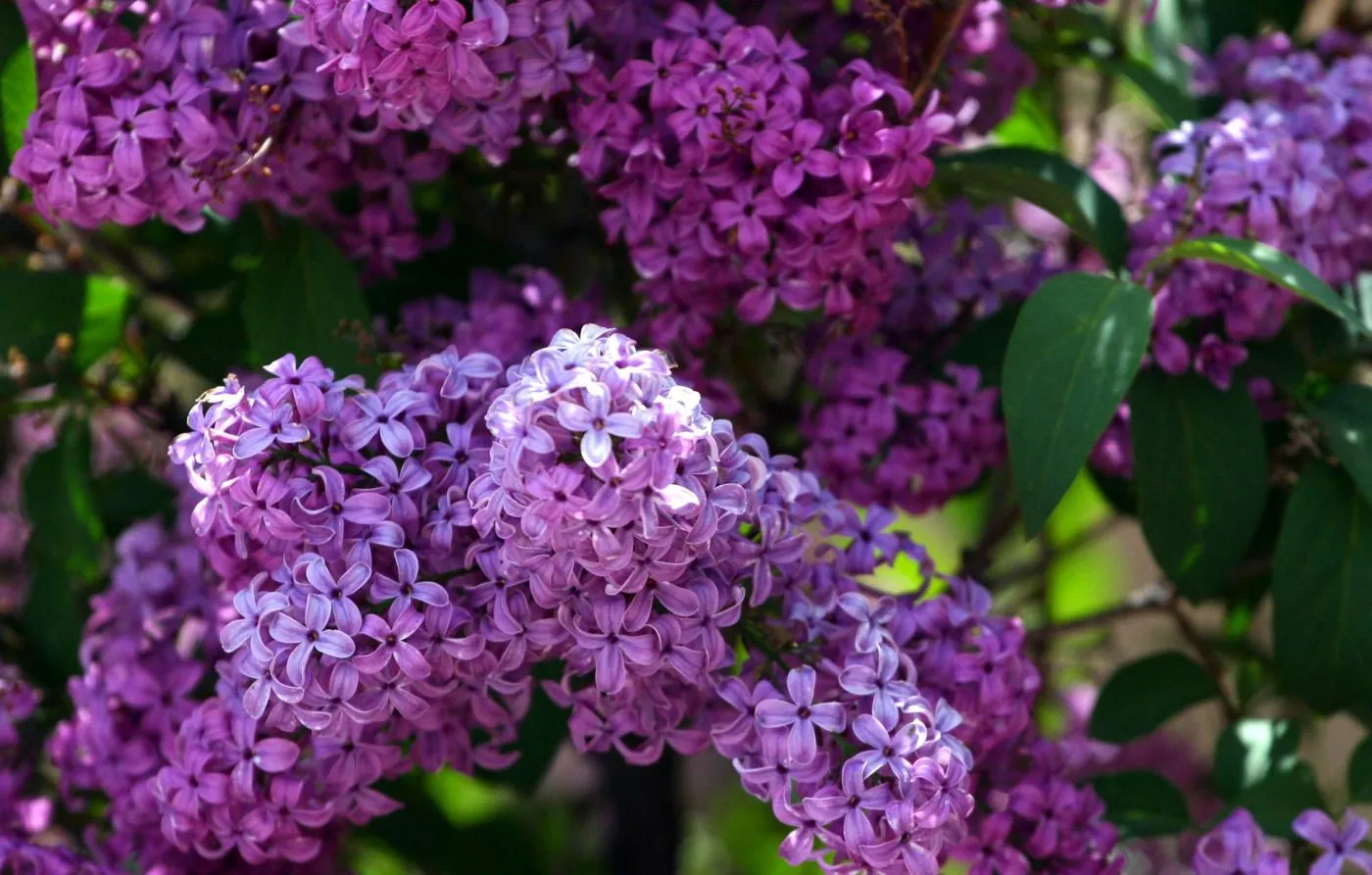 Free Lilac 4K Wallpaper & Desktop HD Background for PC