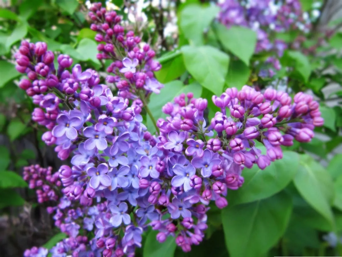 Spring Lilac Flowers Desktop Wallpaper