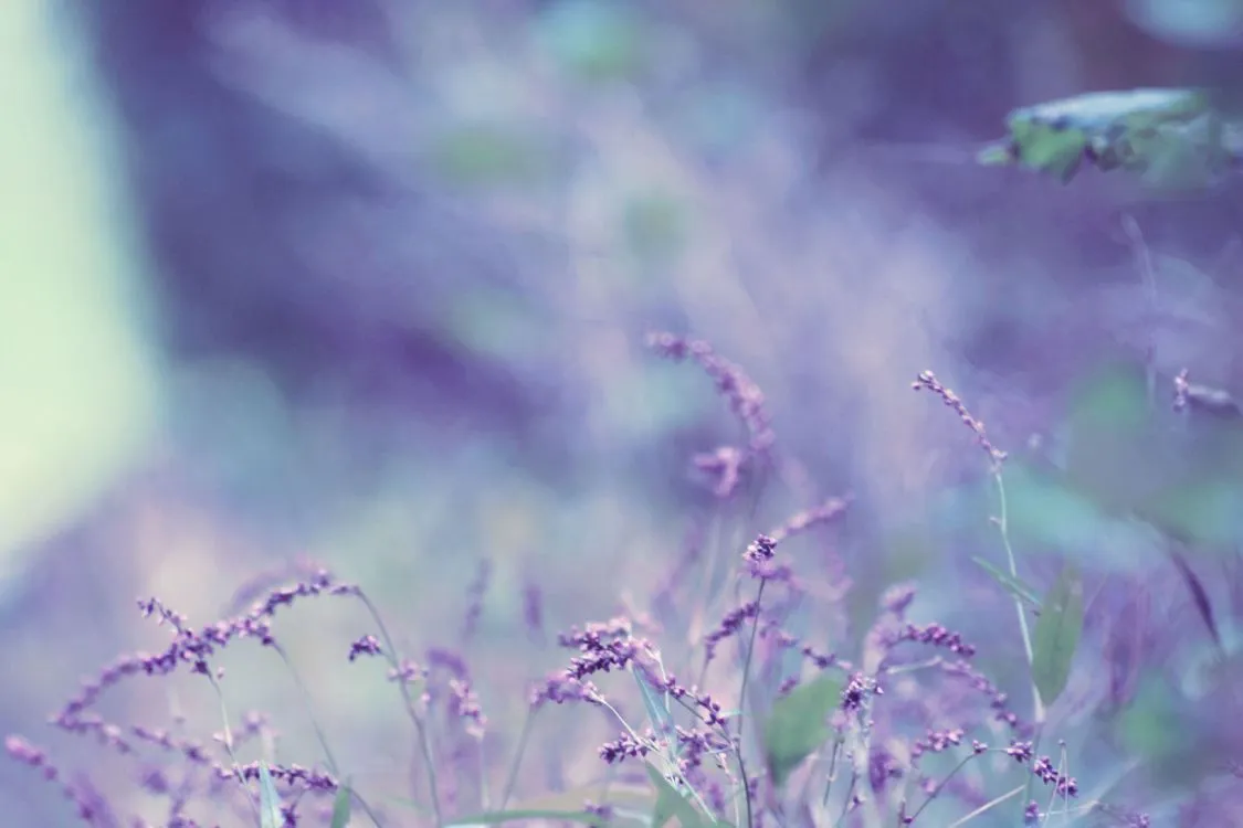 Wallpaper Lavender, Nature, Purple, Green, Violet, Background Free Image