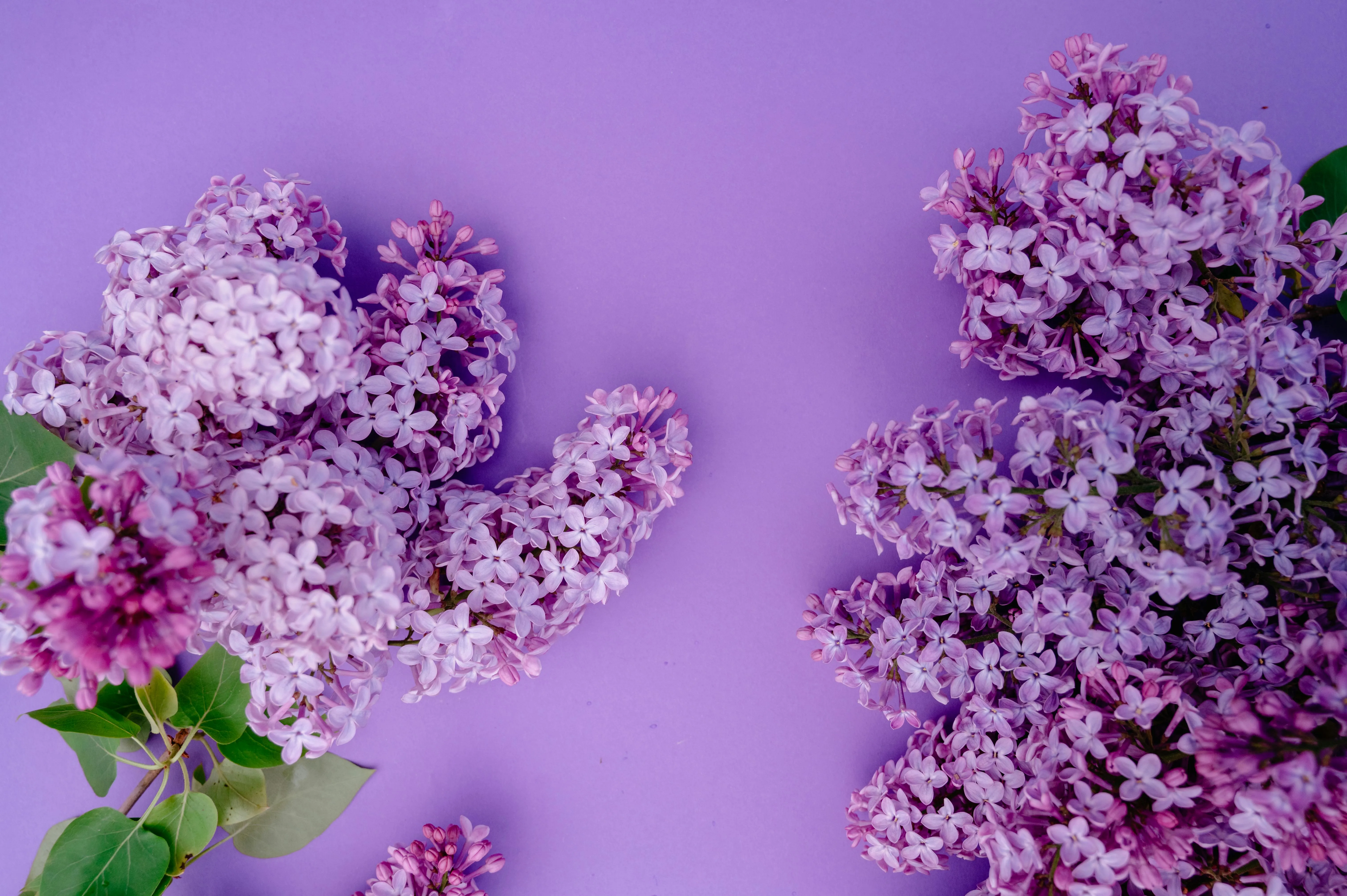 Lilac Background Photo, Download The BEST Free Lilac Background & HD Image