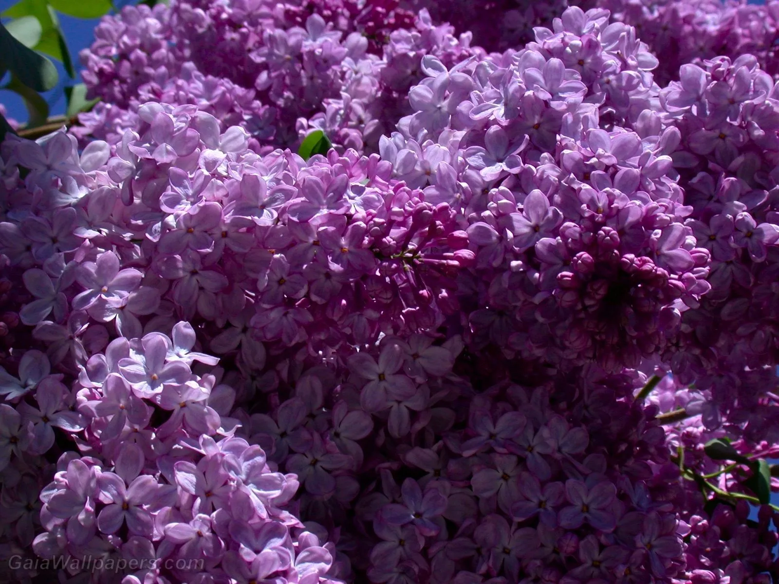 Lilac wallpaper 1600x1200 Desktop Wallpaper