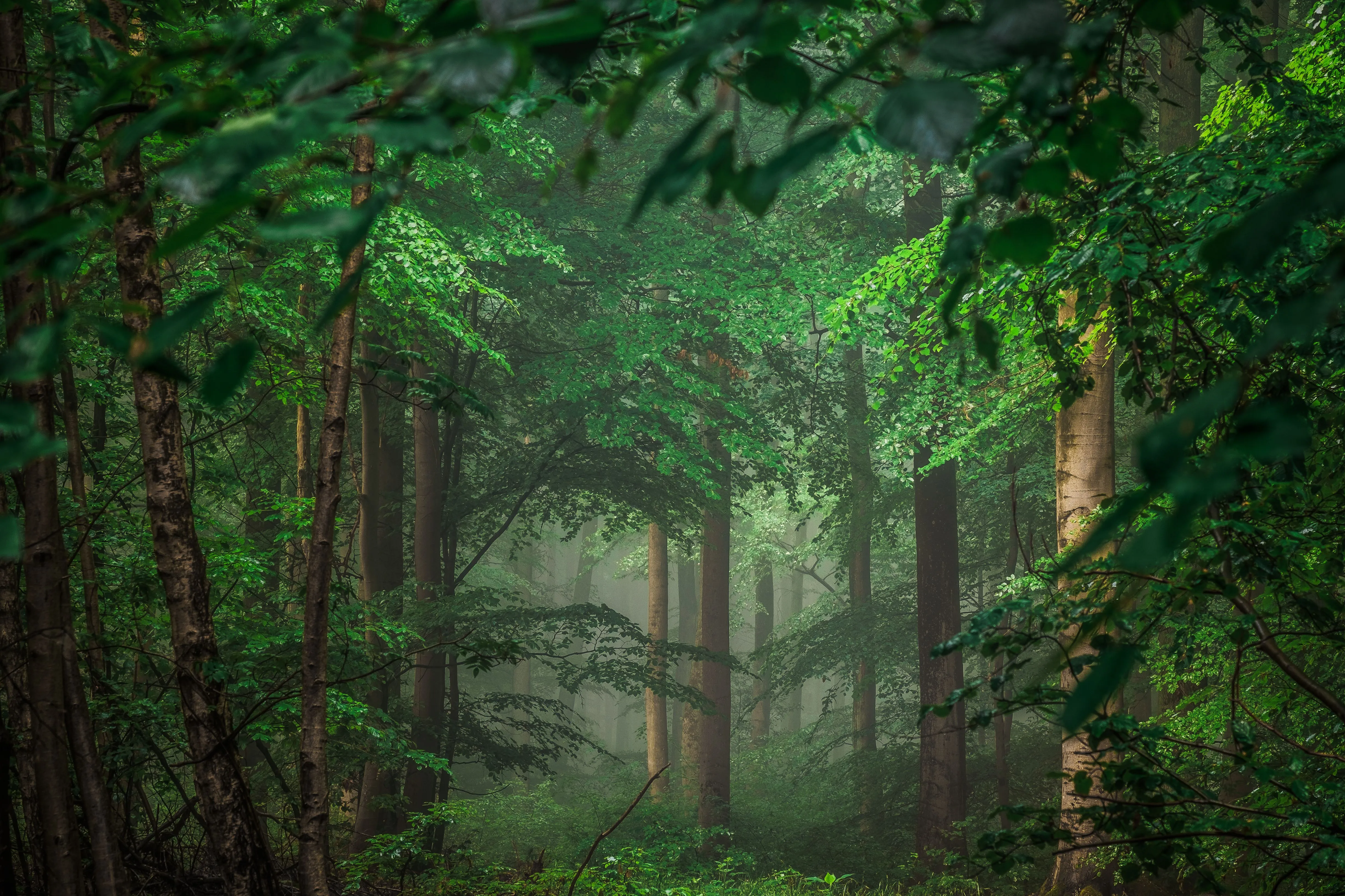Wallpaper Green Trees and Plants During Daytime, Background Free Image