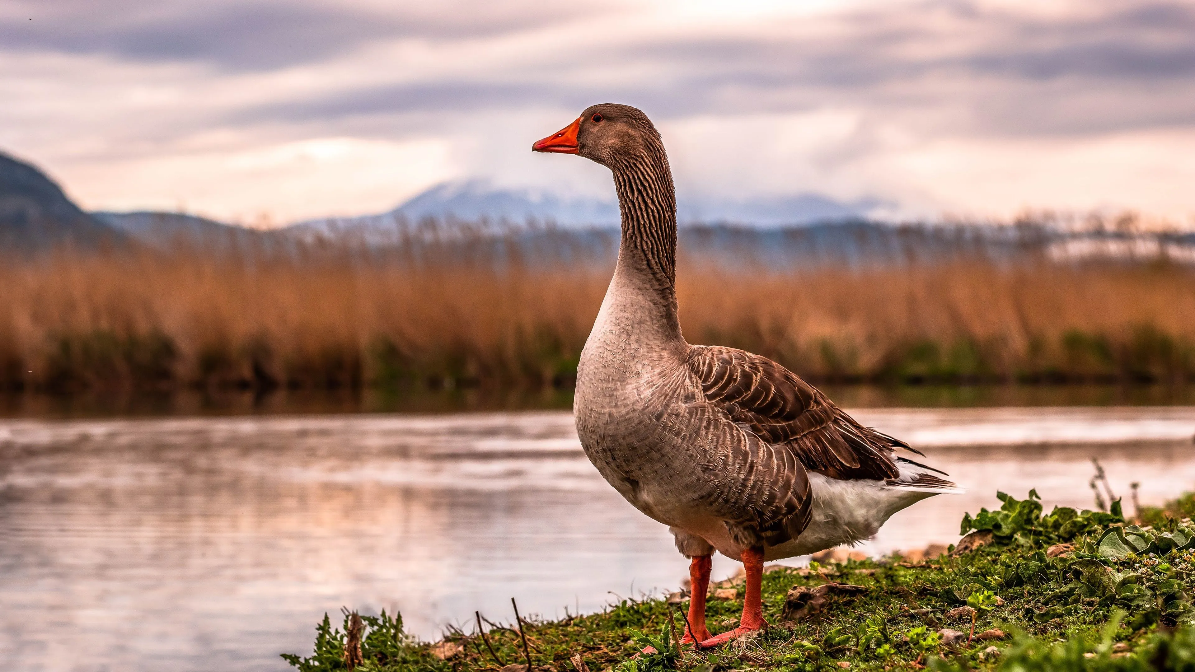 Goose Wallpaper