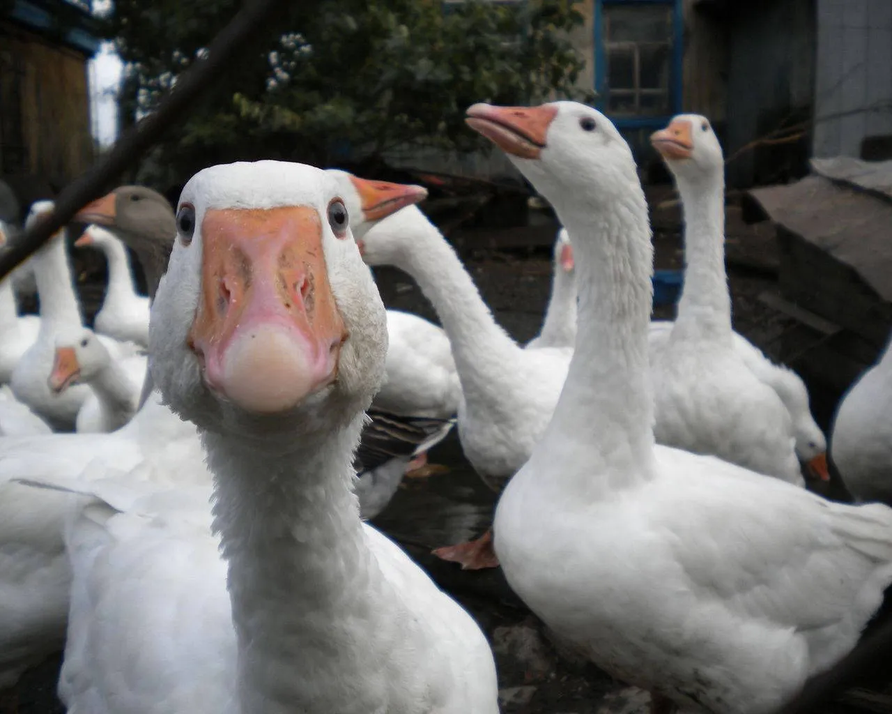 Goose Wallpaper