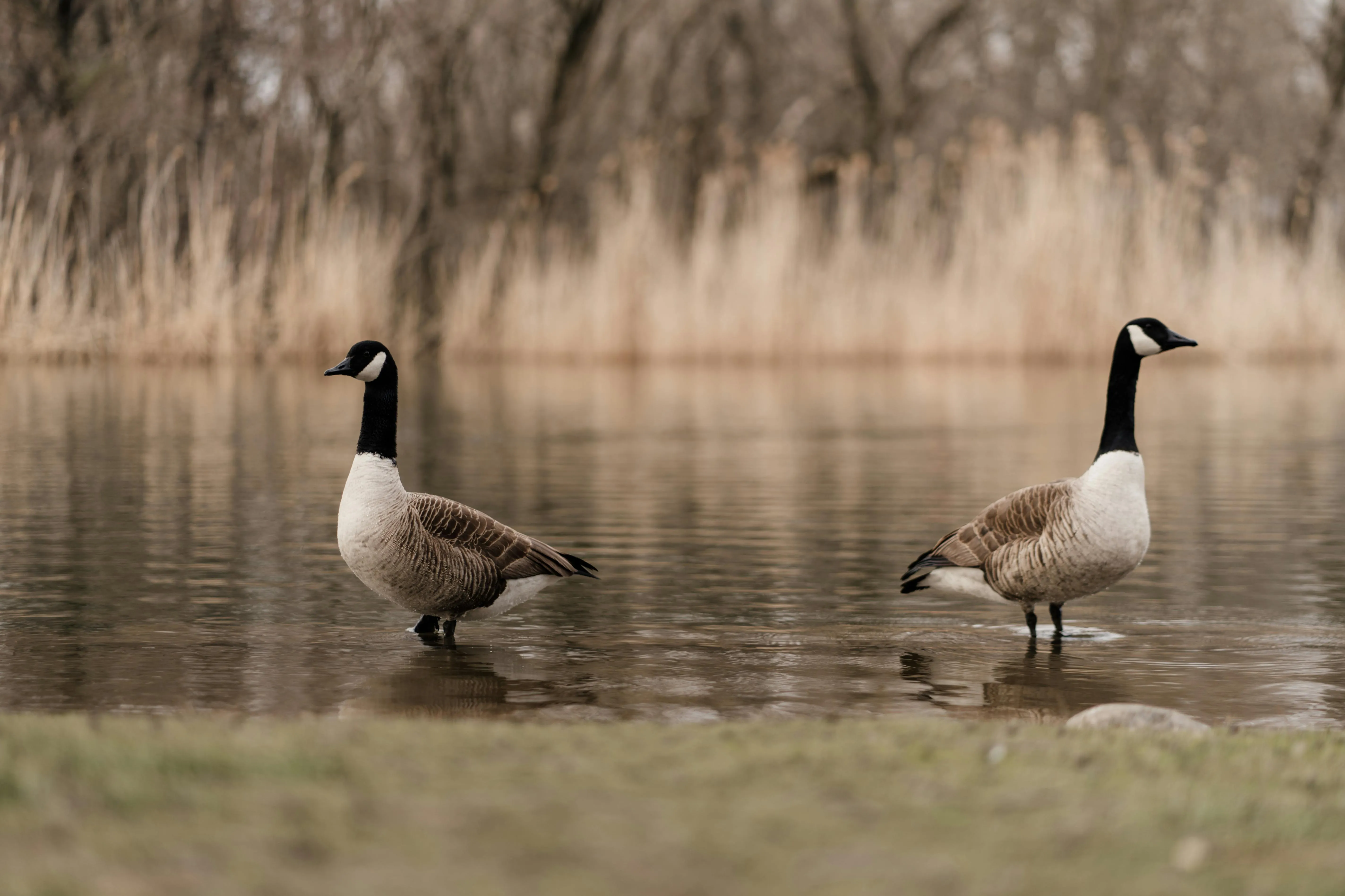 Two Canada Geese in Water · Free
