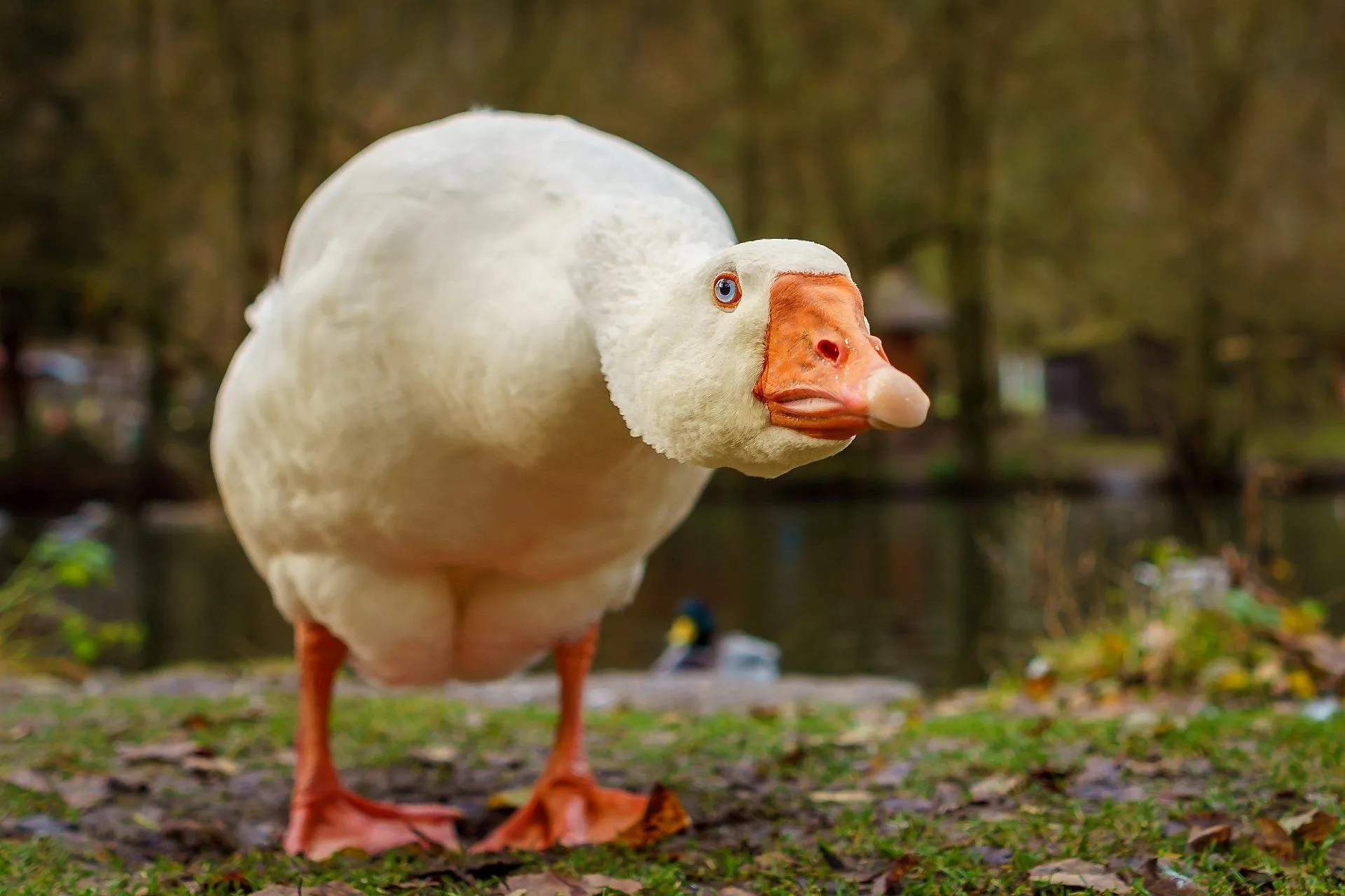 Download Animal Goose HD Wallpaperx1280