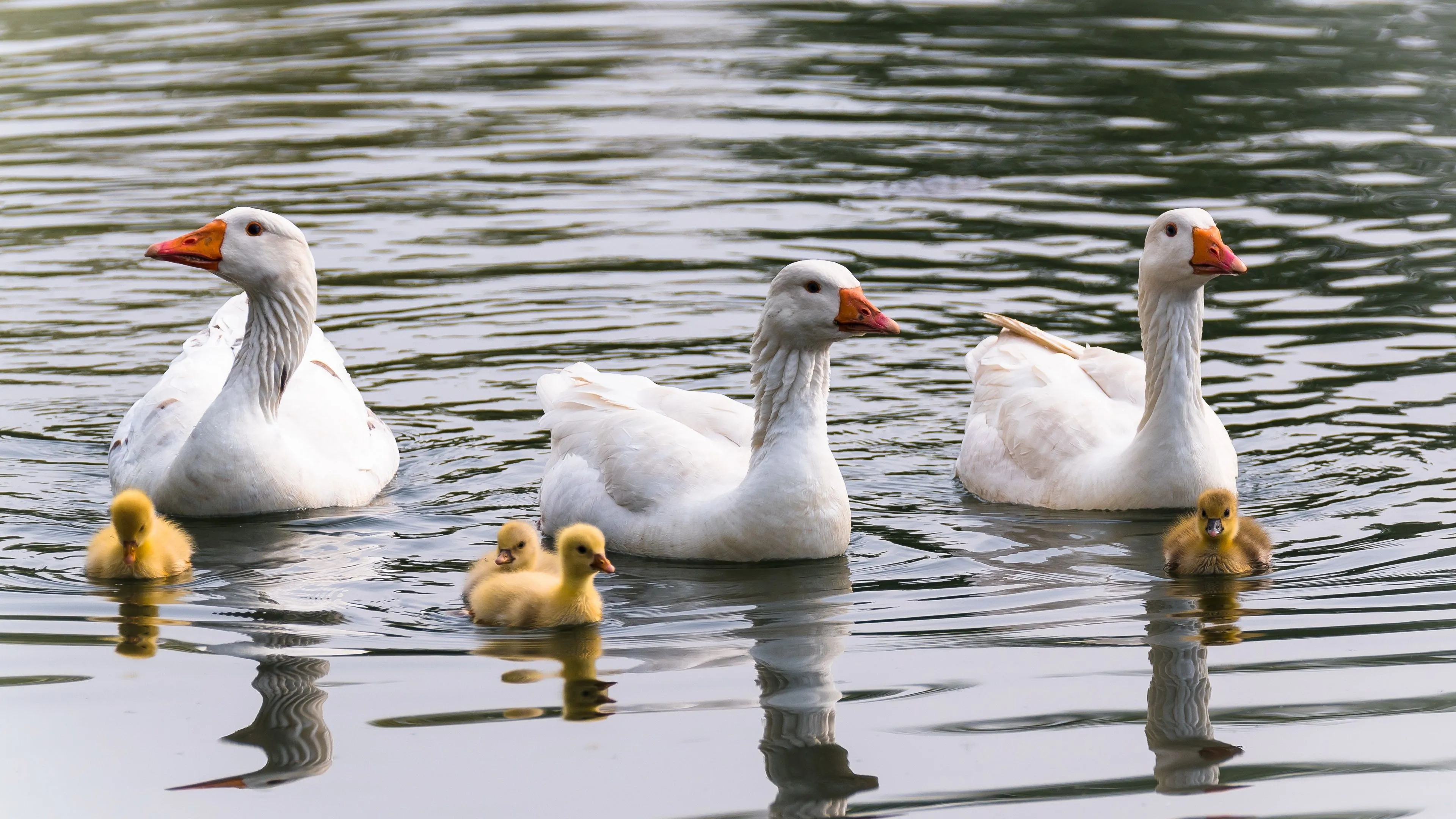 Goose Wallpaper