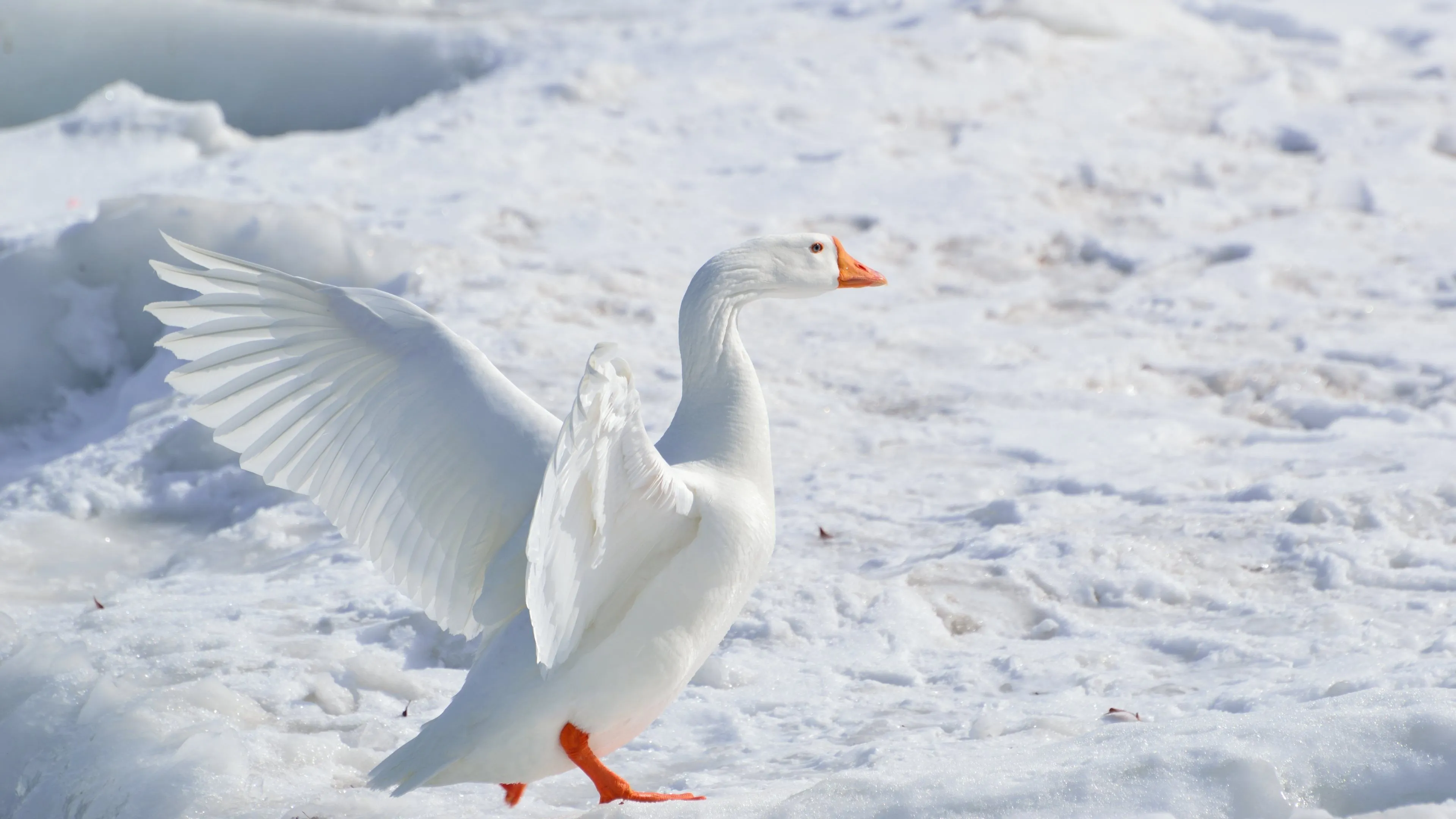 Goose Wallpaper