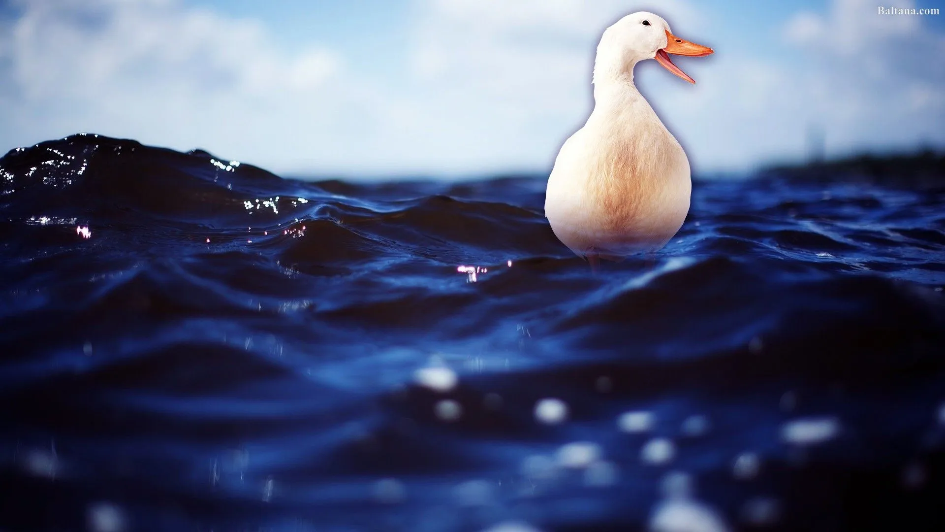Goose HQ Desktop Wallpaper 30421