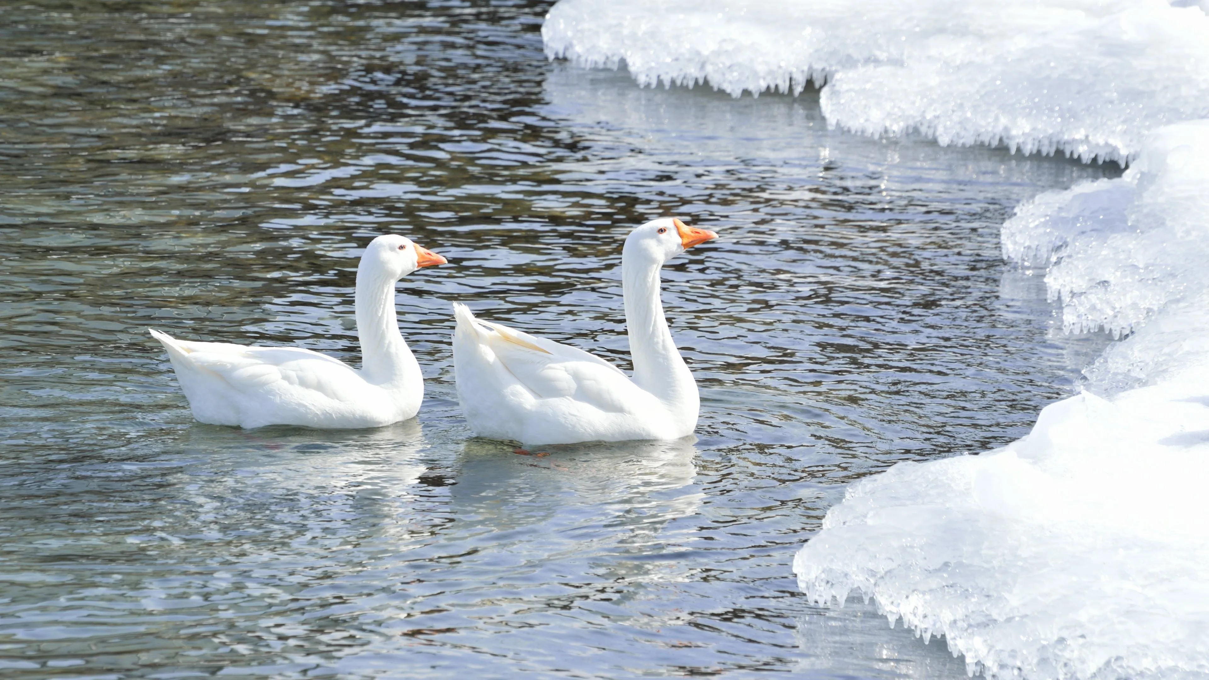 Goose Wallpaper