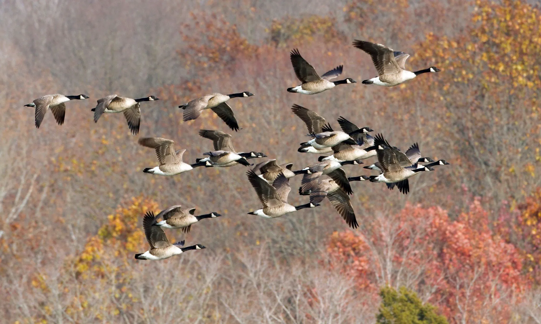 geese, Goose, Autumn, Fall Wallpaper HD / Desktop and Mobile Background