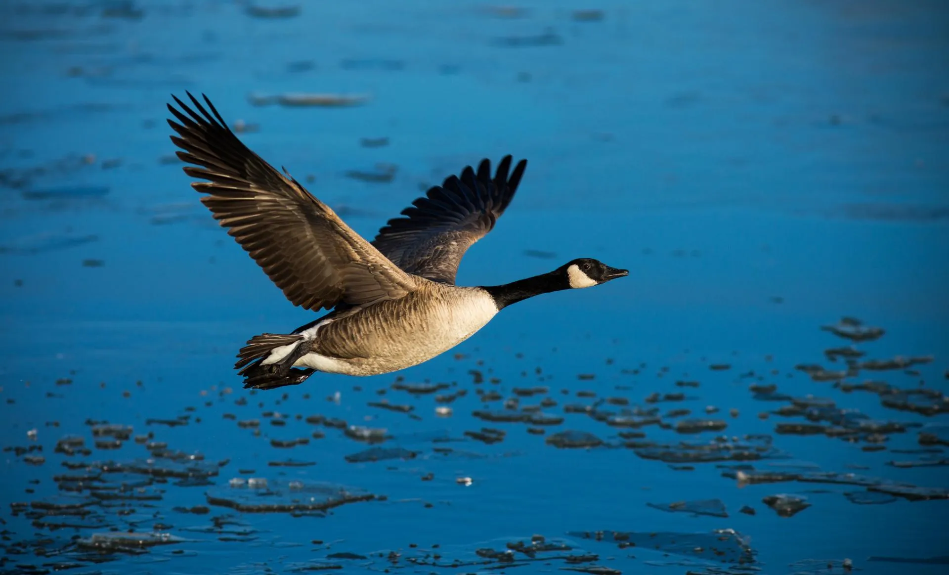 Desktop goose background. tramrenthesi1971's Ownd