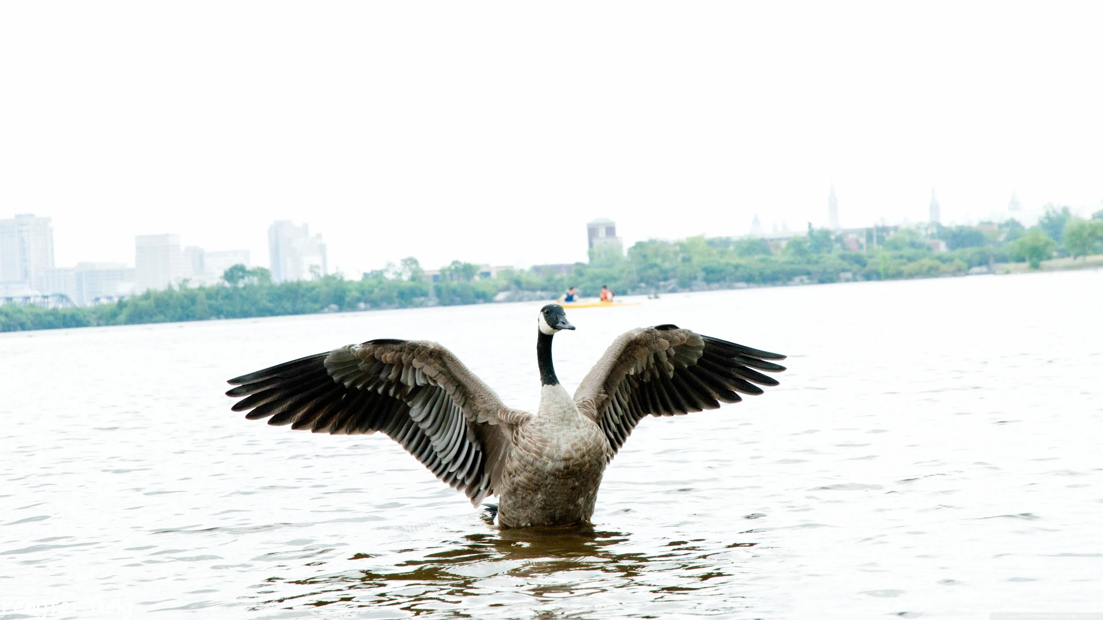 Goose 4K UHD Wallpaper for UltraHD Desktop and TV, Dual Monitor, Smartphone and Tablet Devices