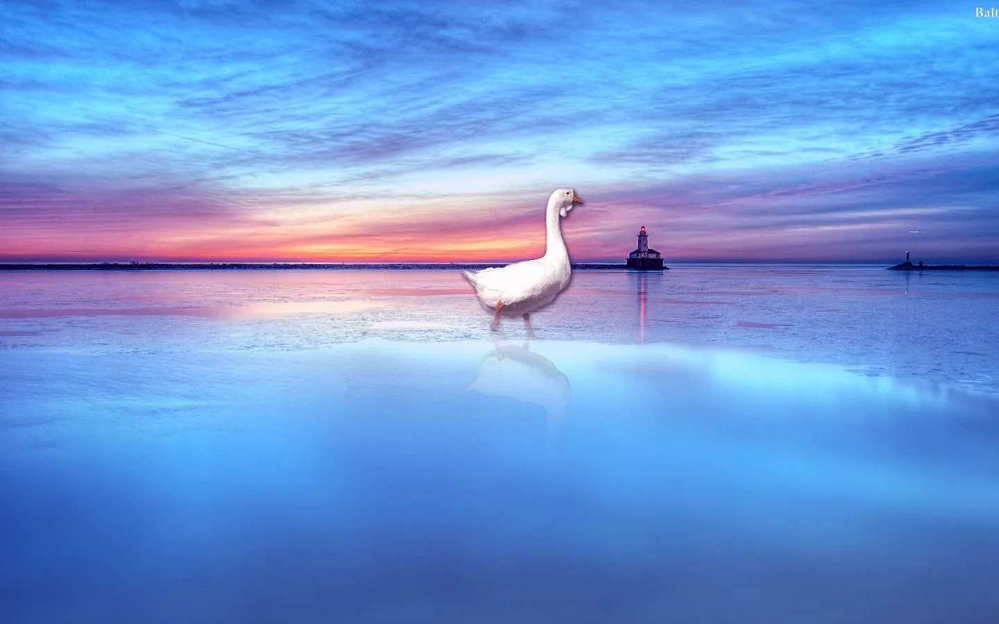 Goose HD Desktop Wallpaper 30416