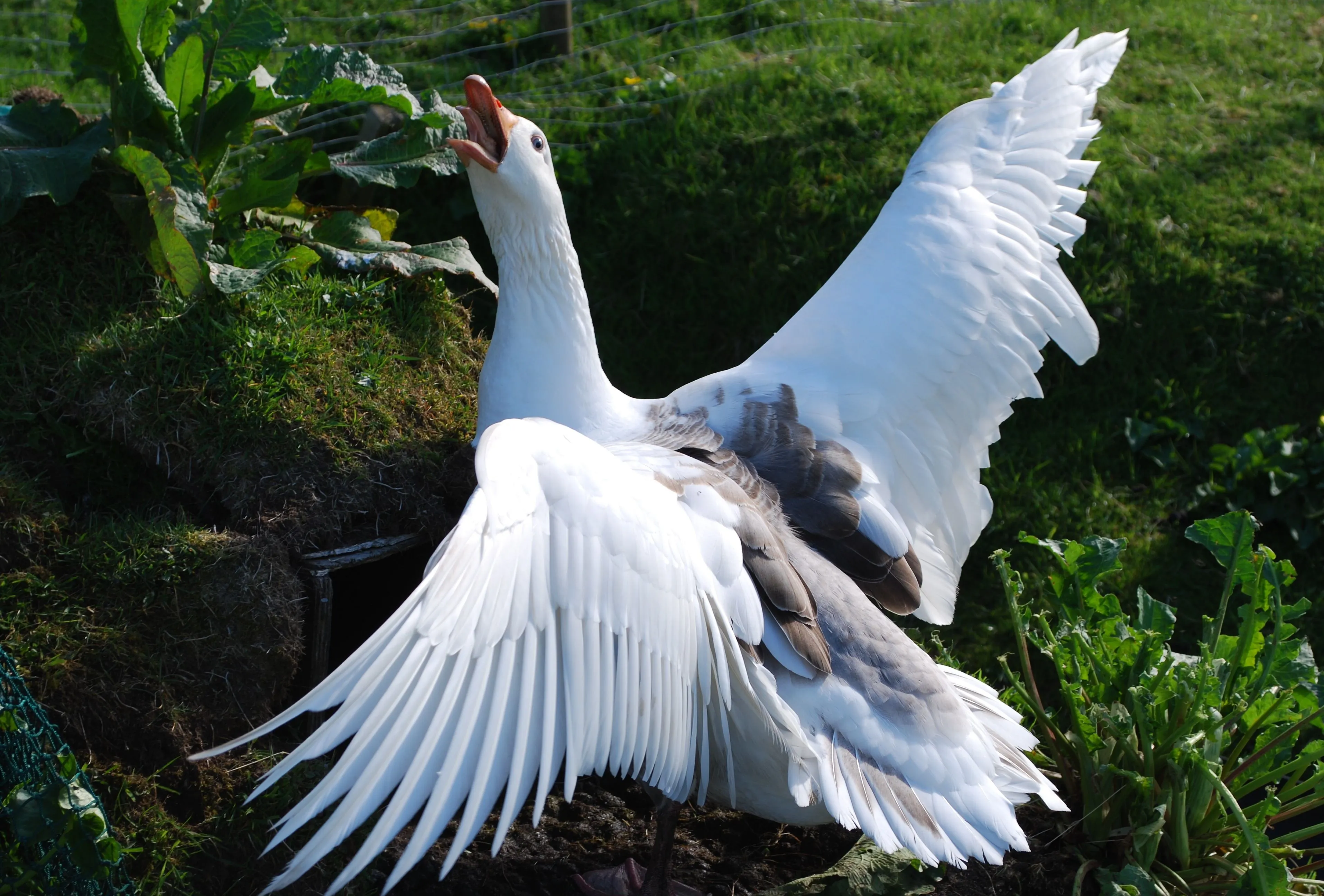 Evil White Home Goose Desktop wallpaper 1920x1080