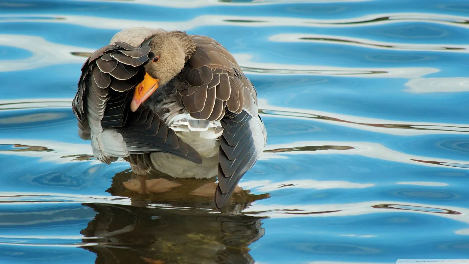 Goose 4K UHD Wallpaper for UltraHD Desktop and TV, Dual Monitor, Smartphone and Tablet Devices