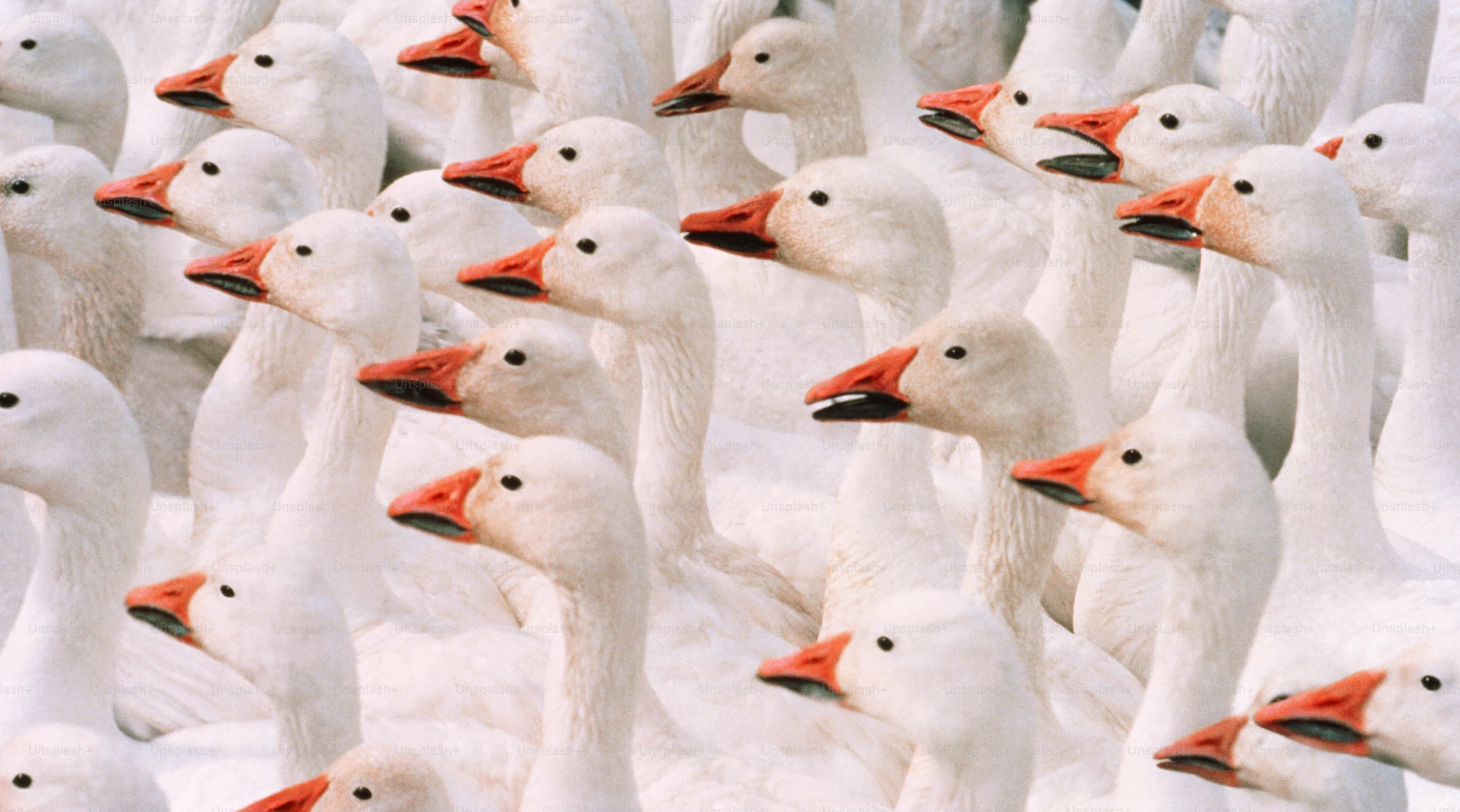 Goose Picture [HD]. Download Free Image