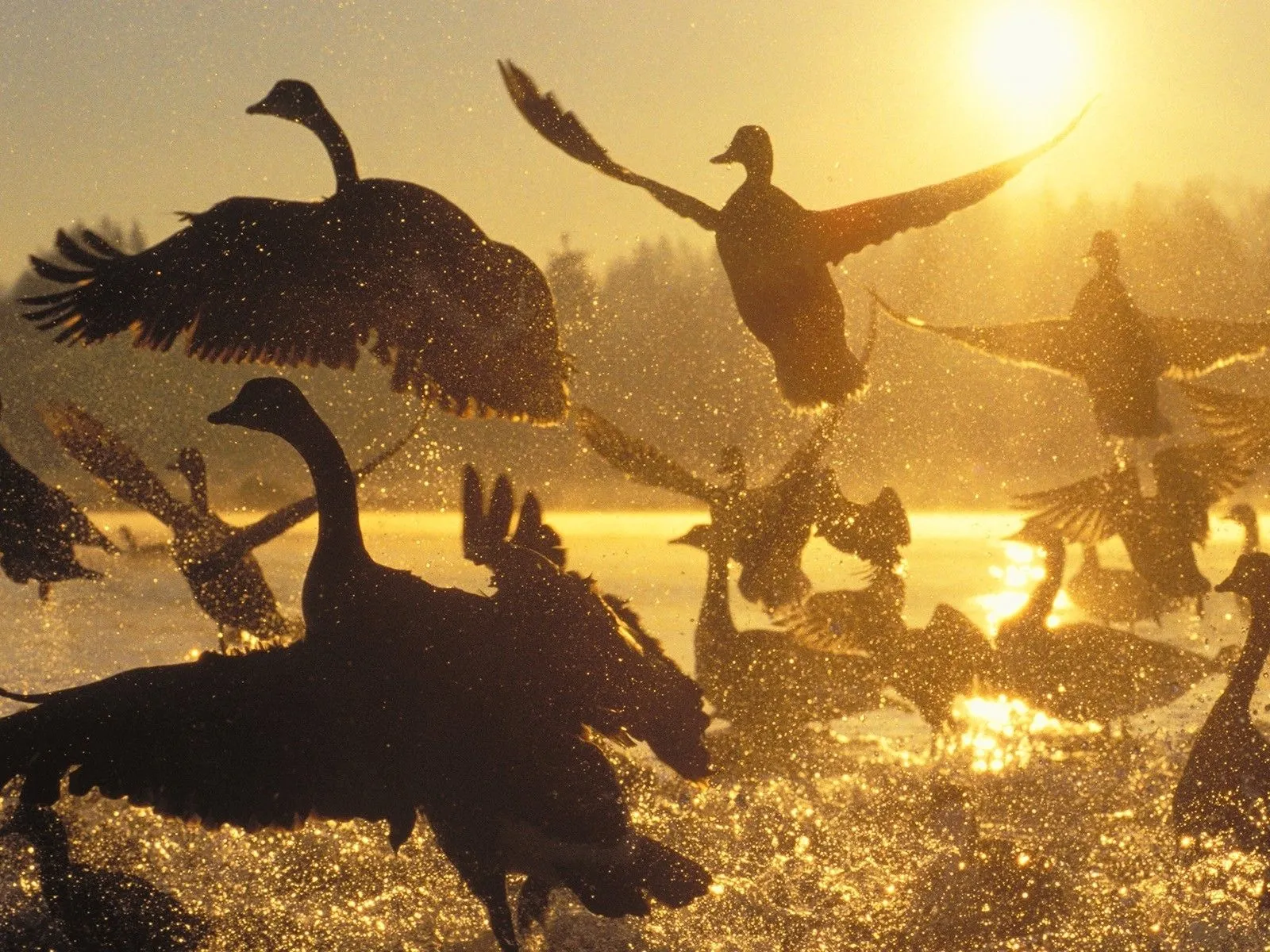 water, Sunrise, Silhouette, Canada, Geese, Birds, Canadian, Geese Wallpaper HD / Desktop and Mobile Background