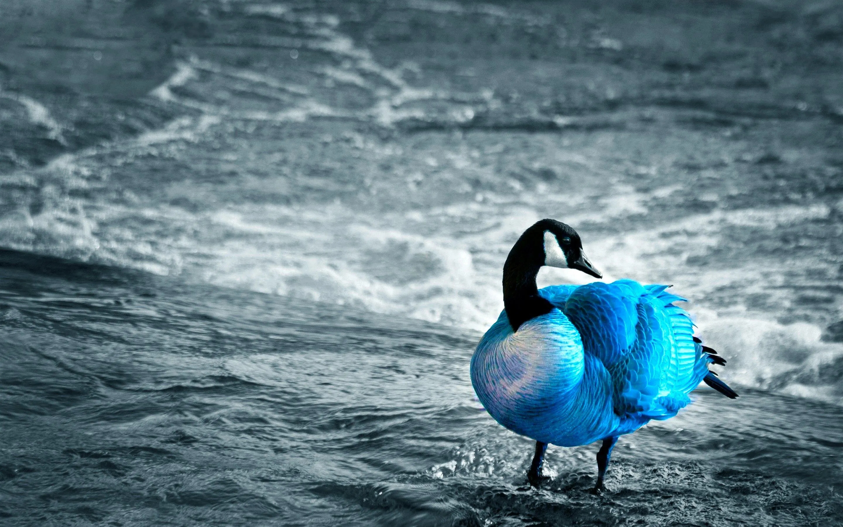 Free Canada Goose 4K Wallpaper & Desktop HD Background for PC