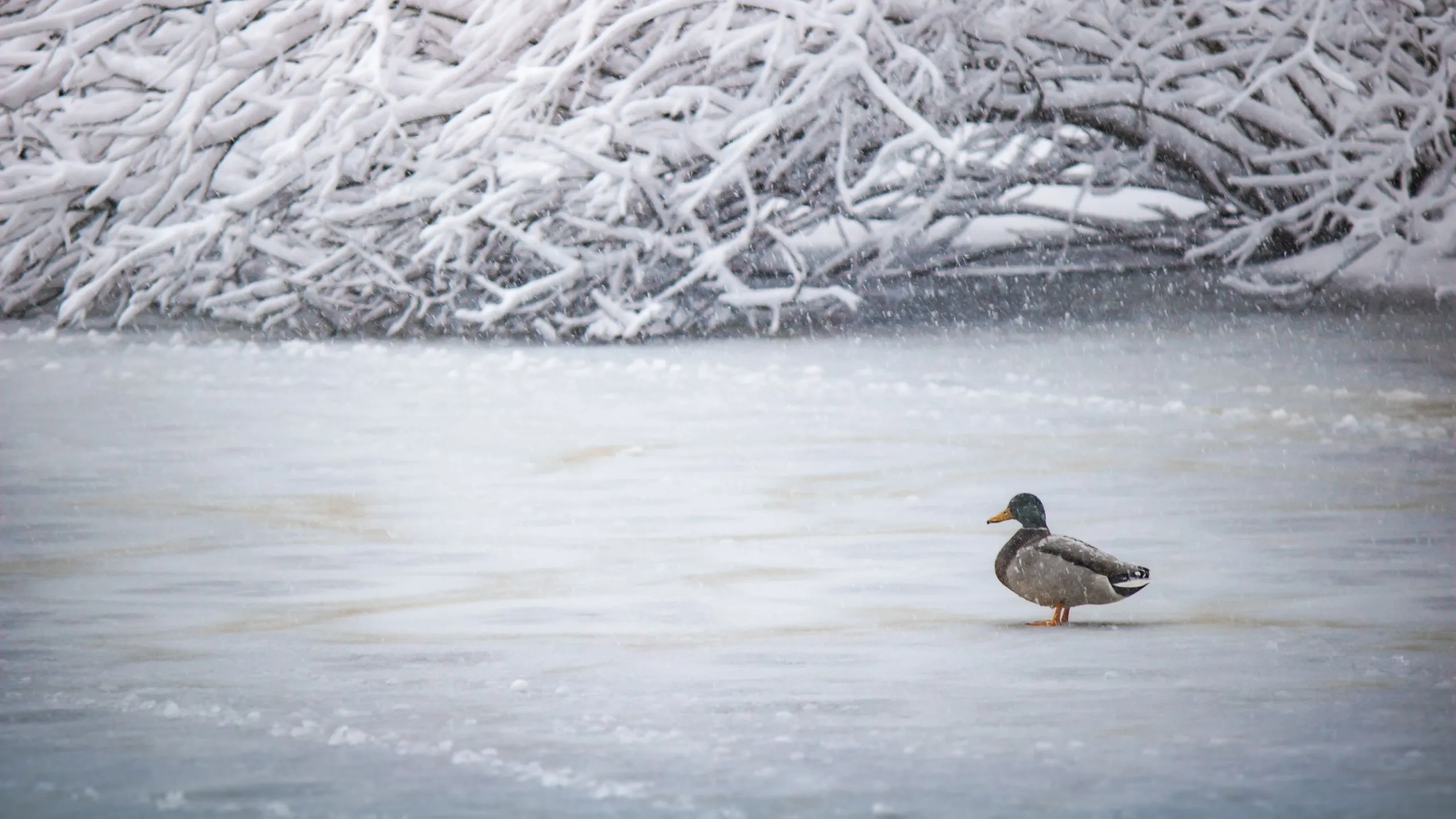 WQHD, QHD, 16:9 Goose Wallpaper Free 2560x1440 High Quality Background