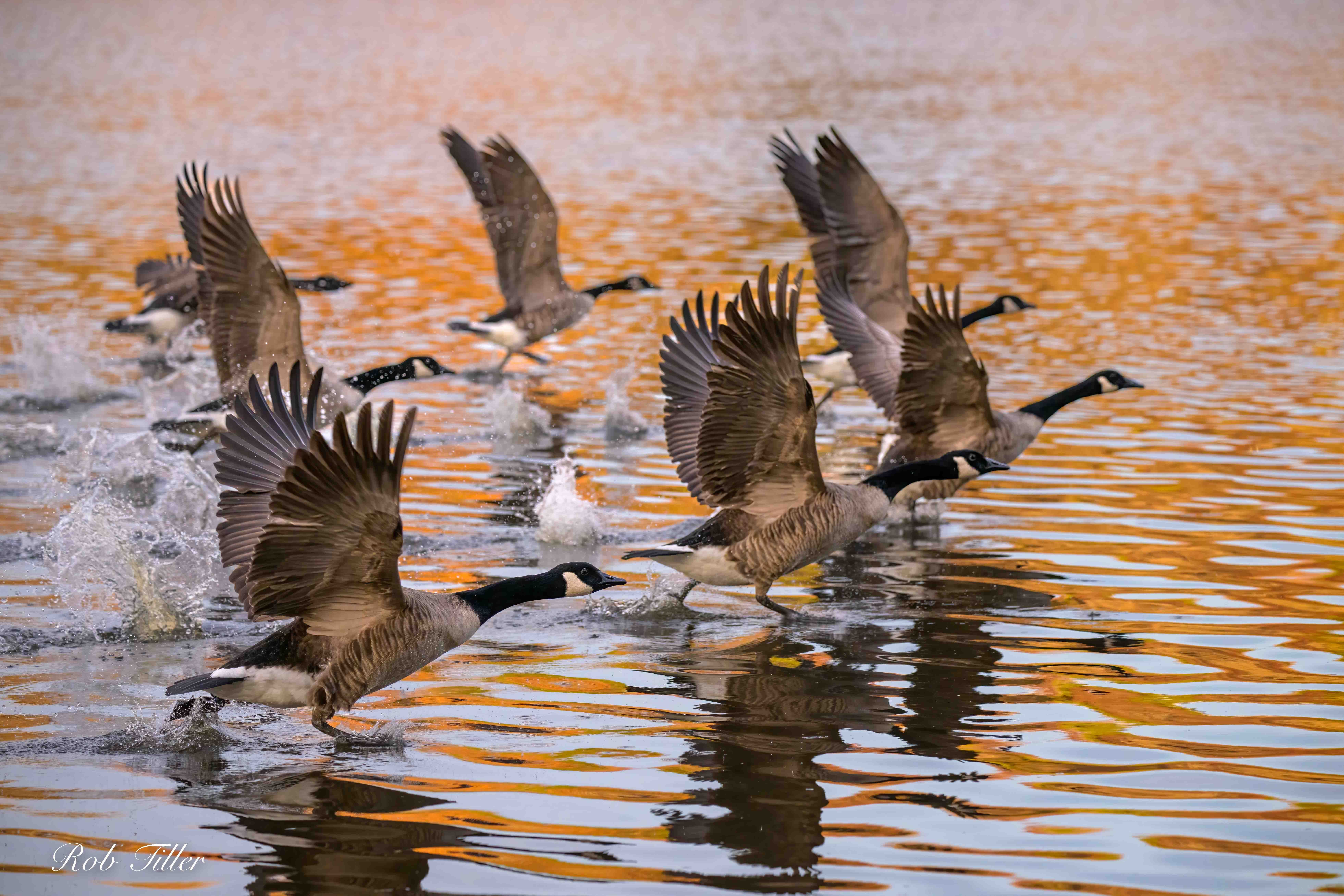 Wallpaper wings, the rise, geese, Canada Goose, canadian goose, Branta canadensis, Delmarva peninsula, Delmarva Peninsula for mobile and desktop, section животные, resolution 7845x5230