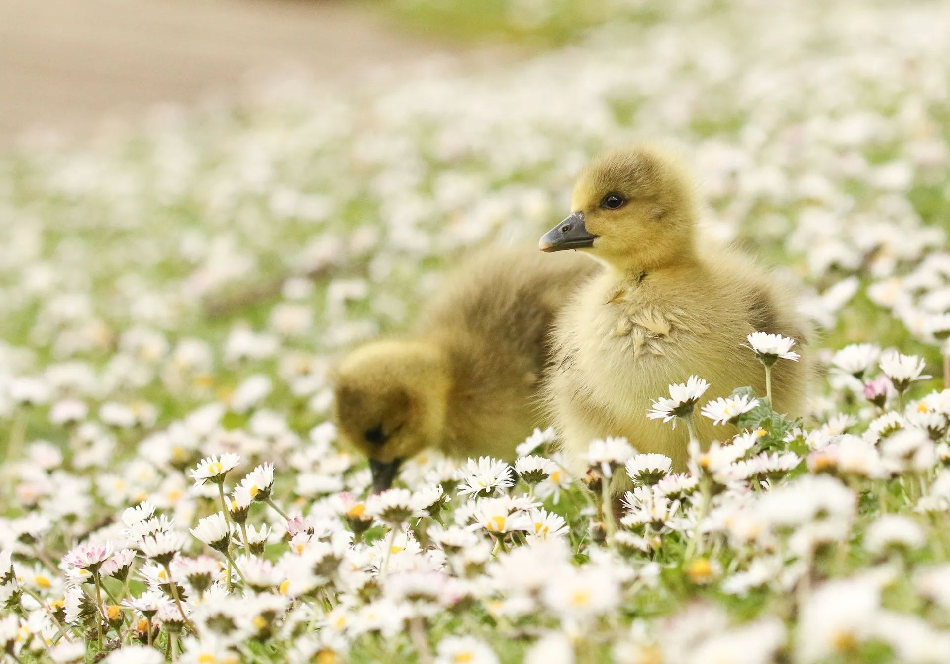 Desktop wallpaper: Animal, Goose, Baby Animal, Chick, White Flower, Birds 4K free download for PC. 423611