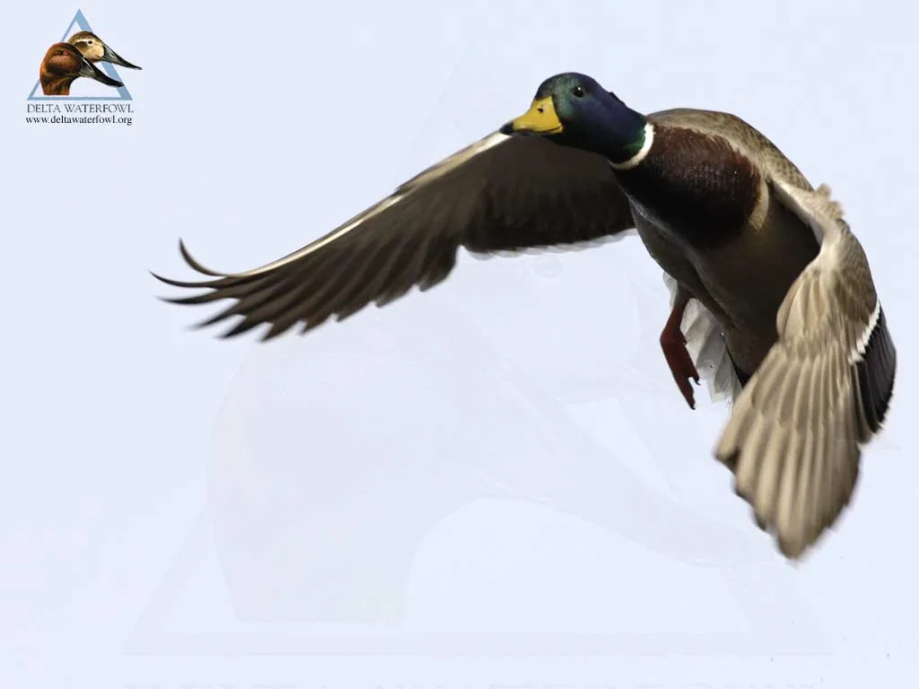 Desktop goose for mobile