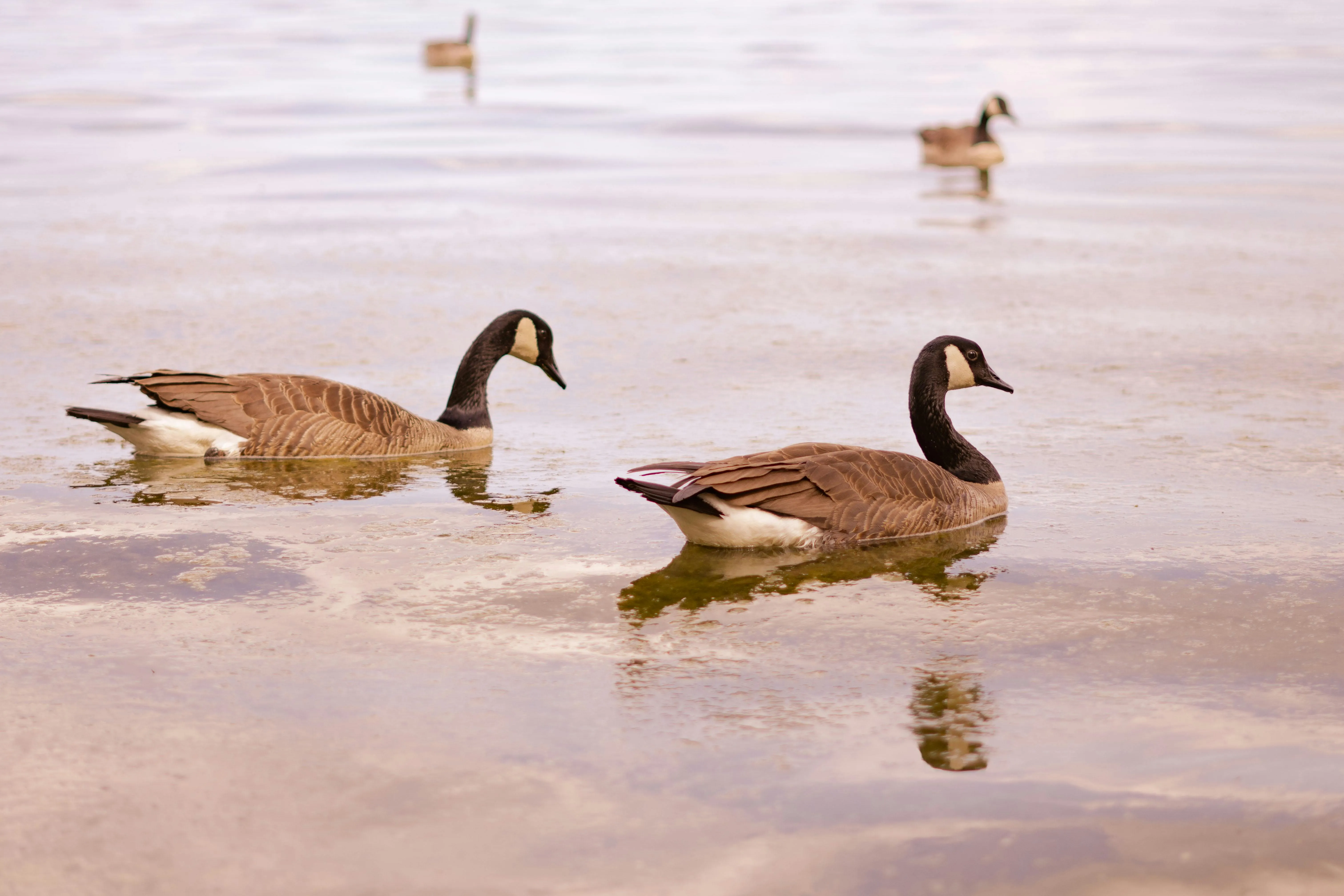 Canada Geese Photo, Download The BEST Free Canada Geese & HD Image