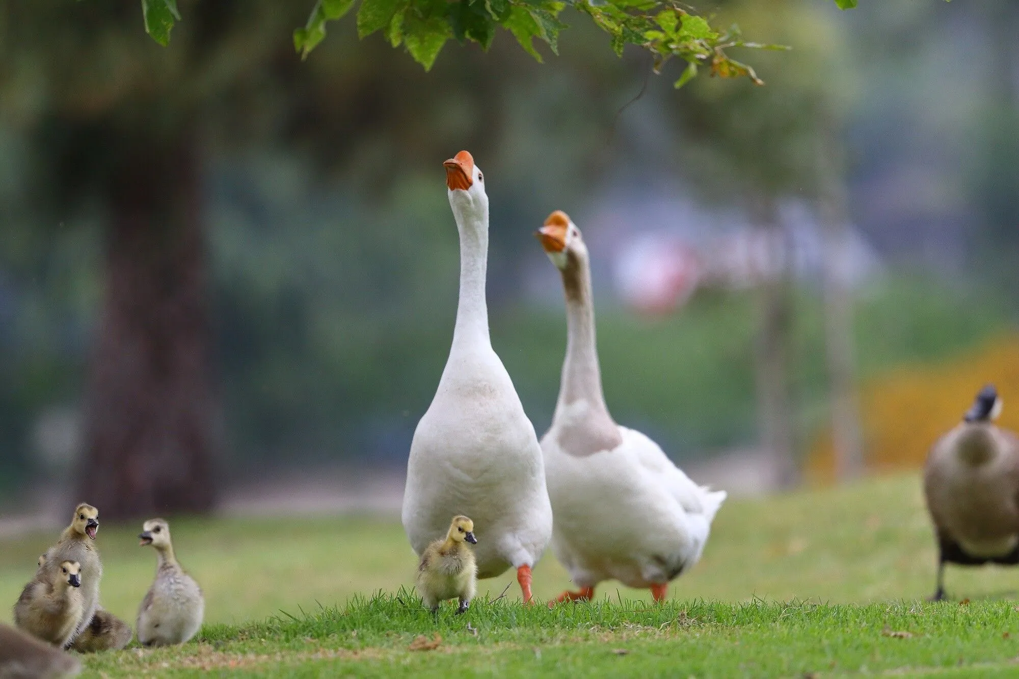 Geese Wallpaper