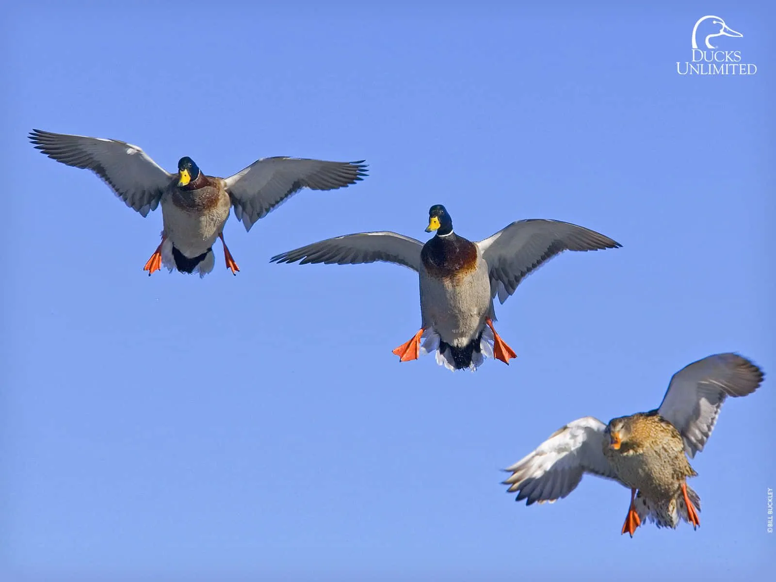 Download Enjoying the Sport of Duck Hunting Wallpaper