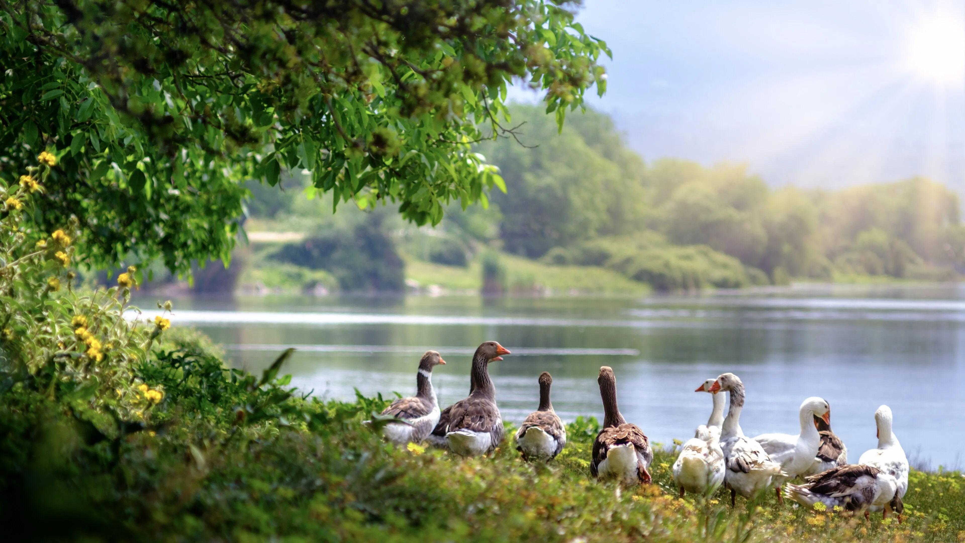 Geese Wallpaper