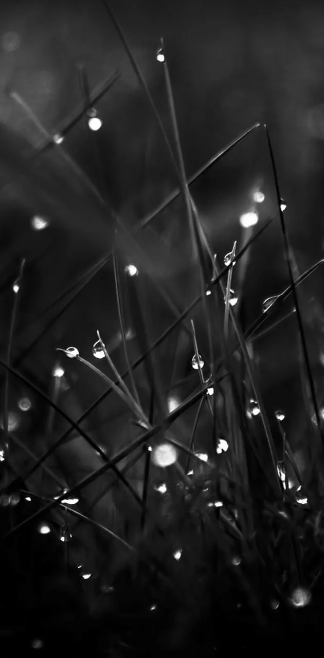 Black Nature wallpaper
