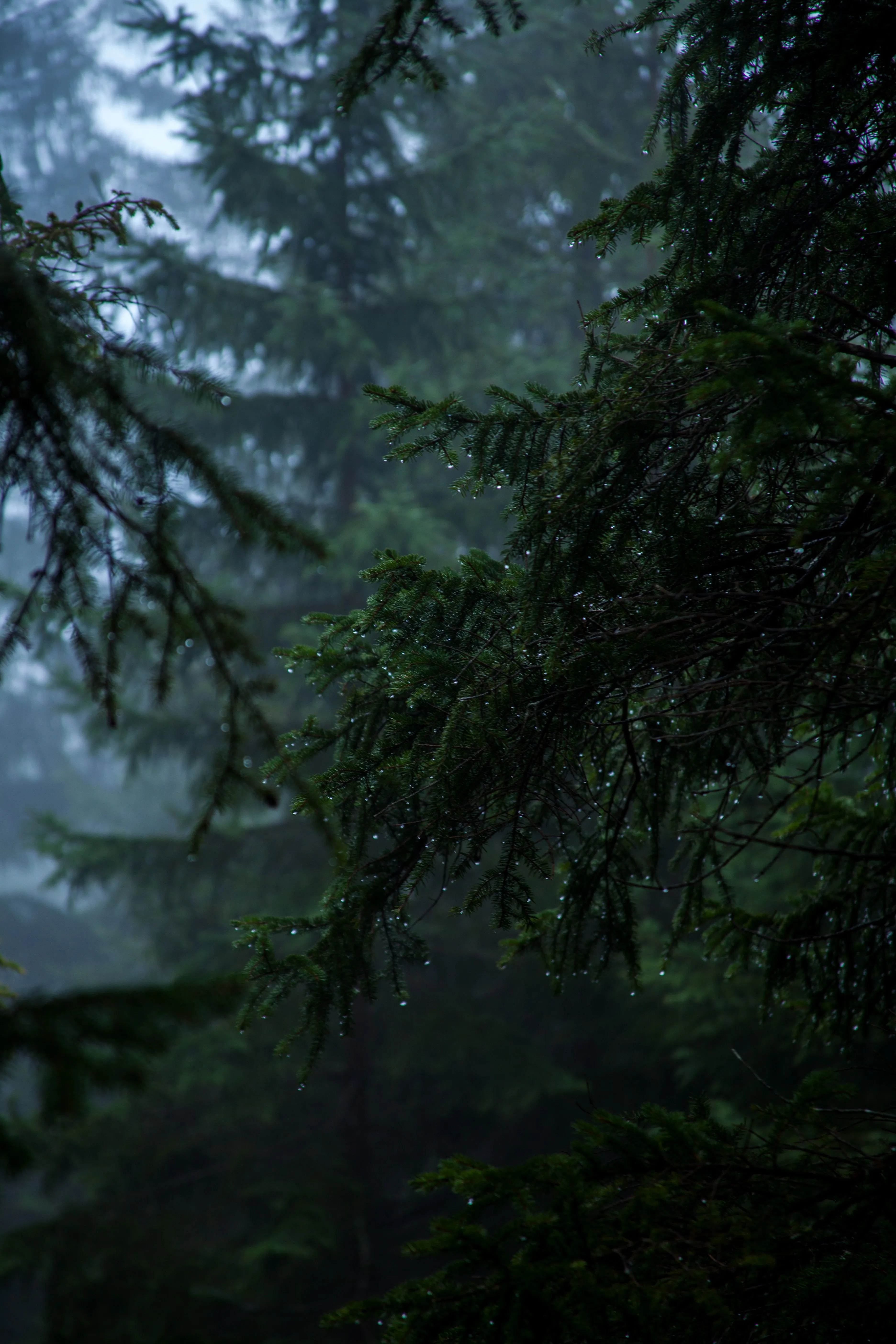 Phone wallpaper: Rain, Fog, Branch, Dark, Nature, Drops 130307