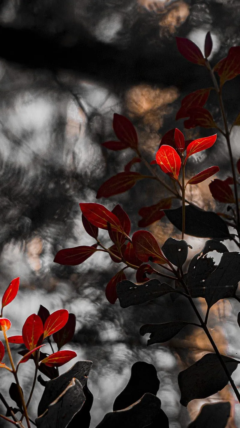 Dark, fall nature, iphone, iphone, mobile, nature, graphy, HD phone wallpaper