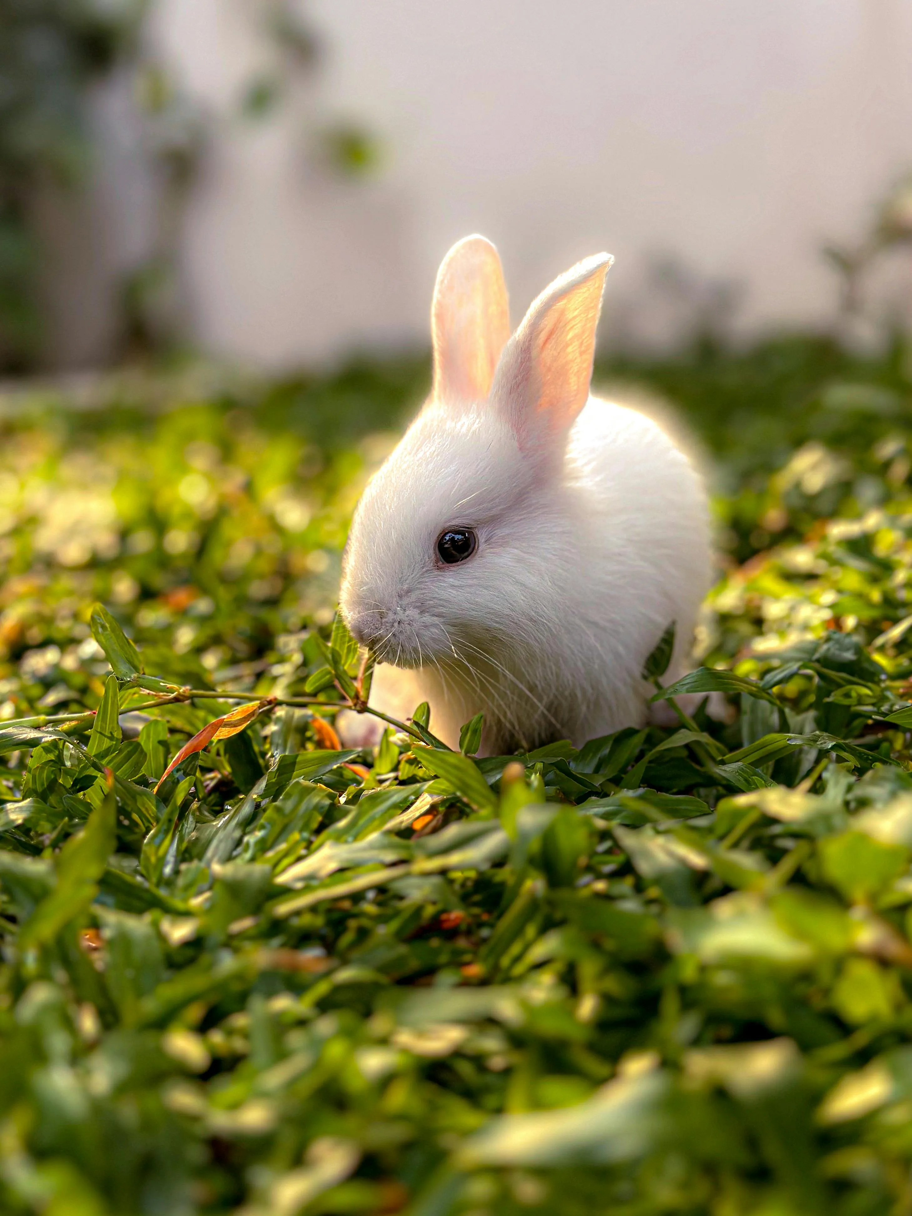 Cute Fluffy Bunny · Free