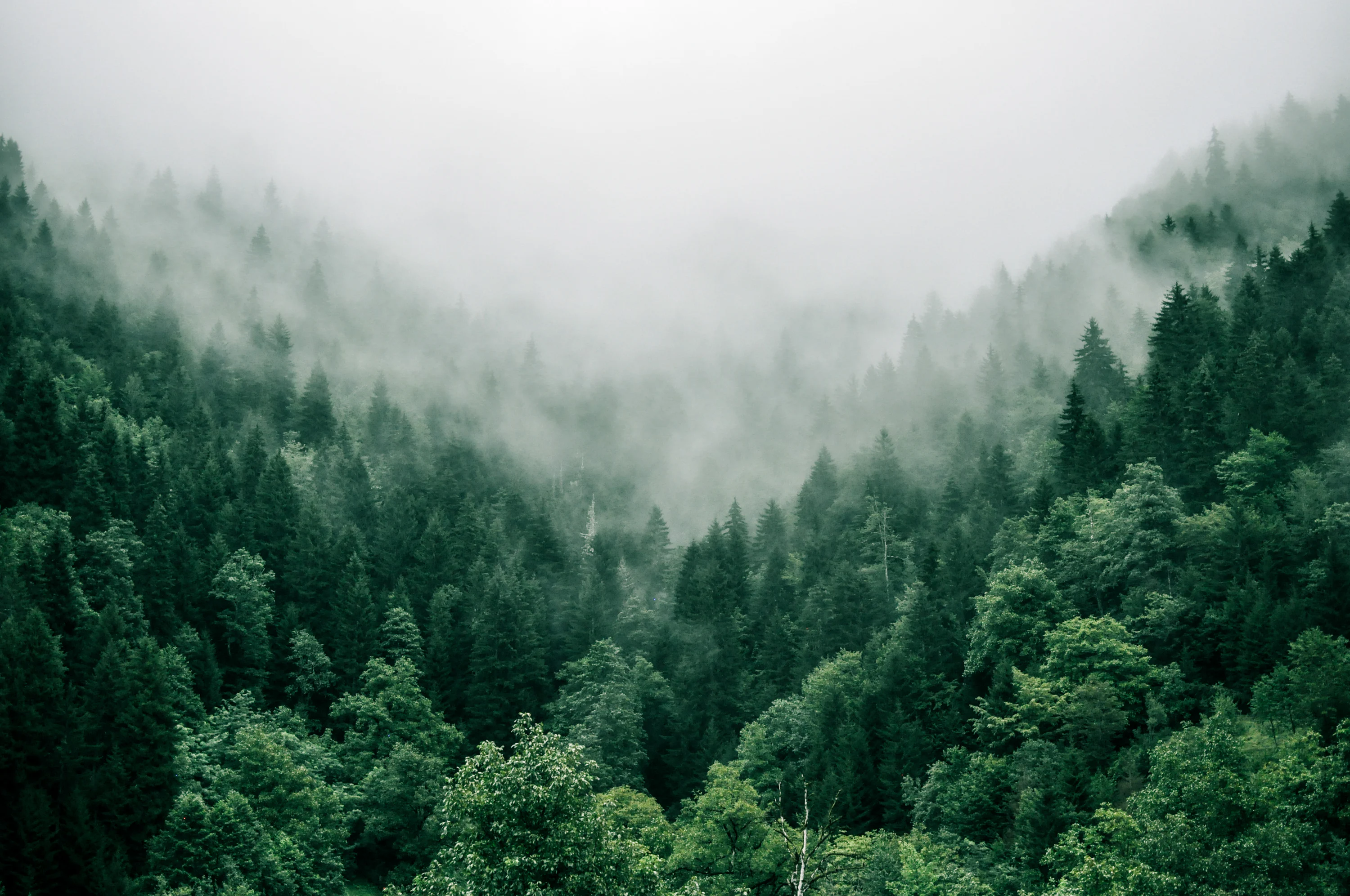 Forest Wallpaper Picture Image