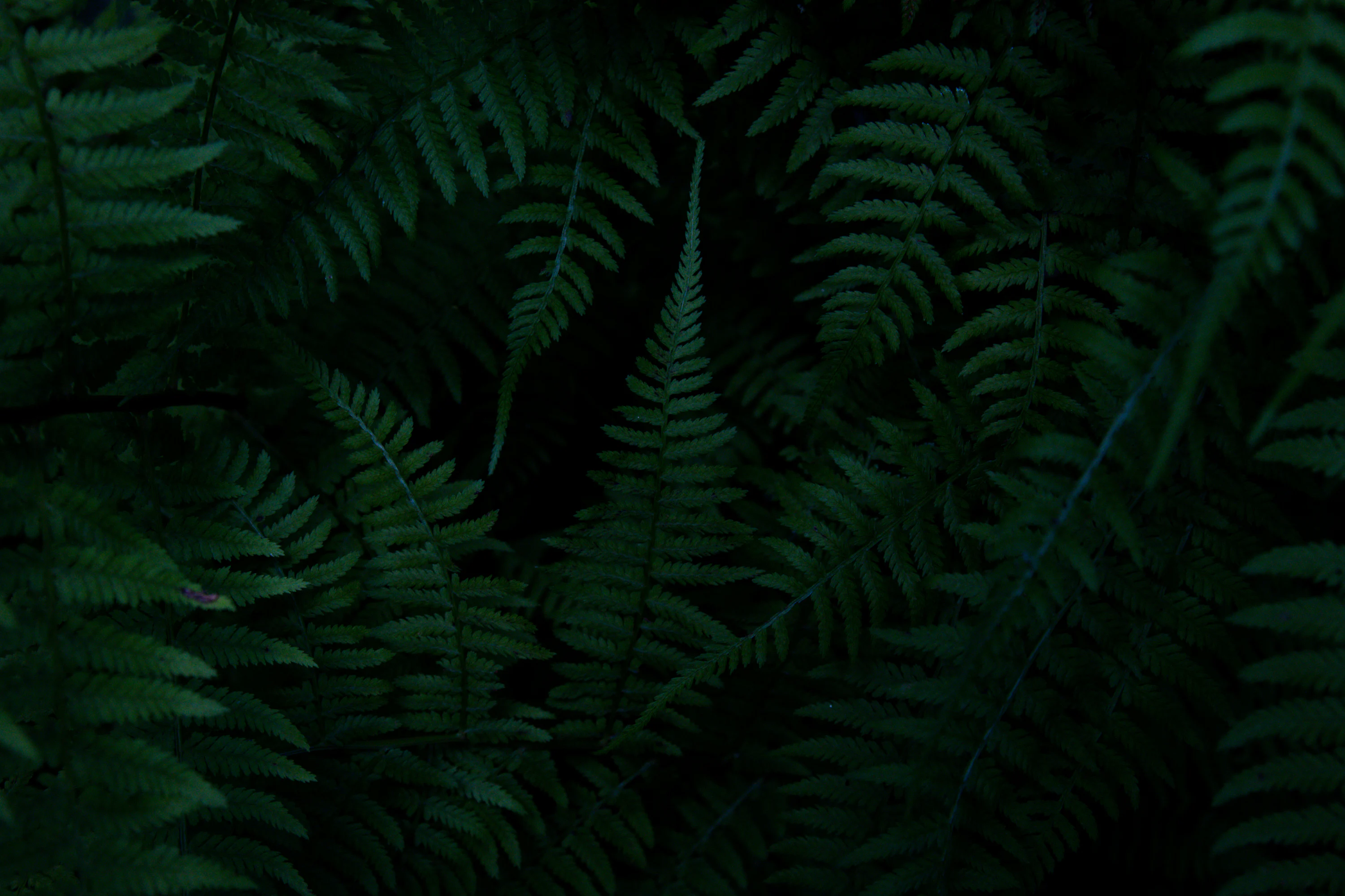 30,Dark Green Wallpaper Picture. Download Free Image