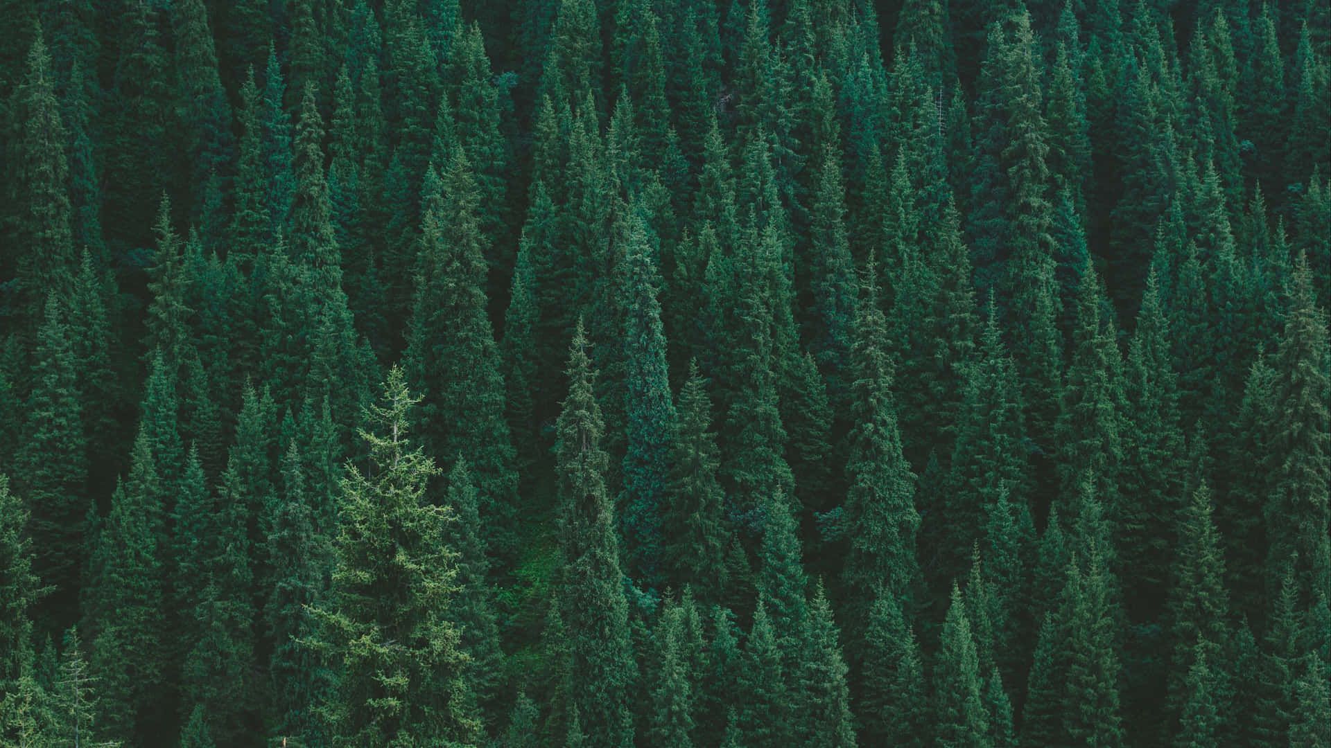 Forest Green Background