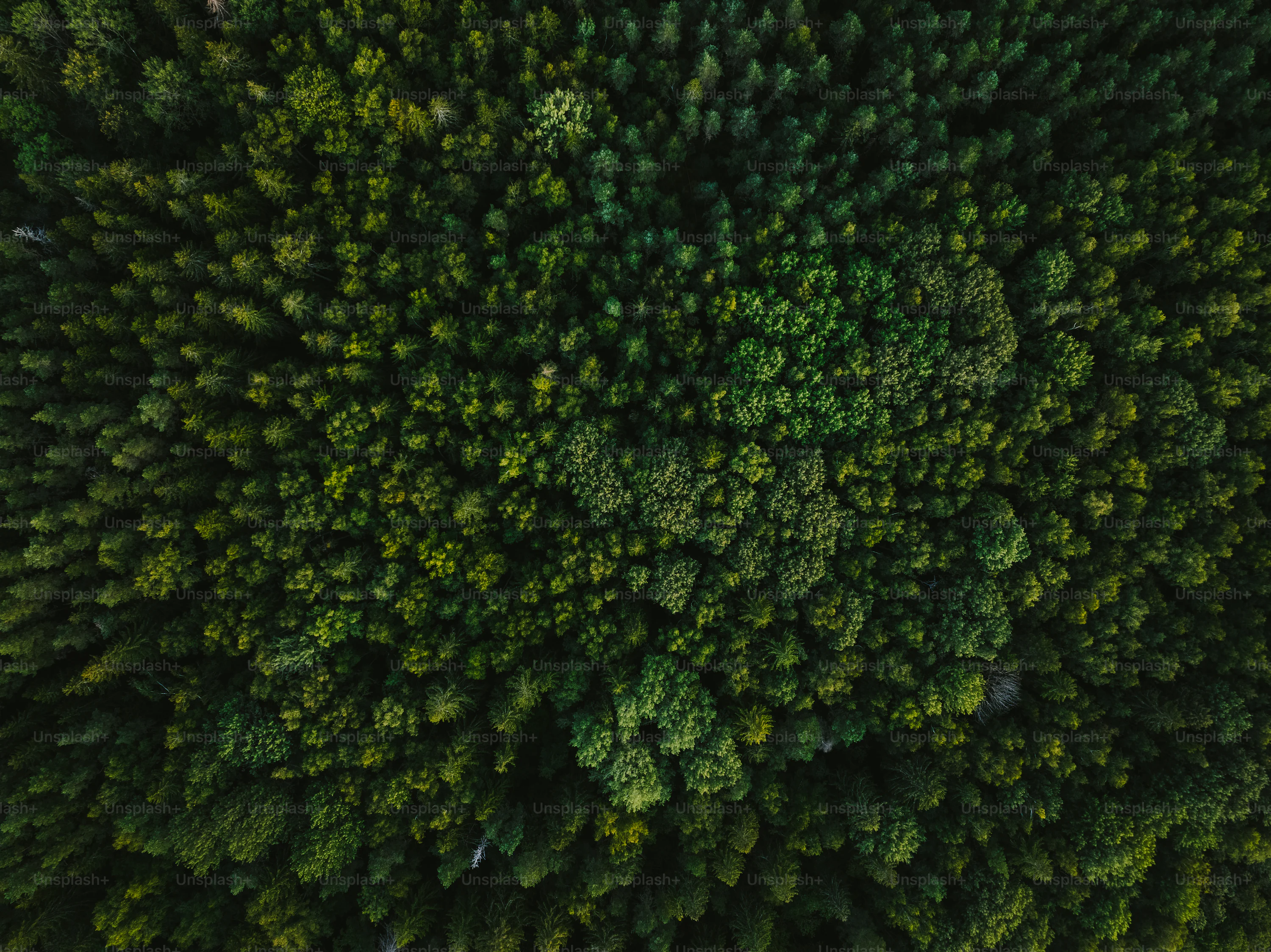 Dark Green Forest Picture. Download Free Image