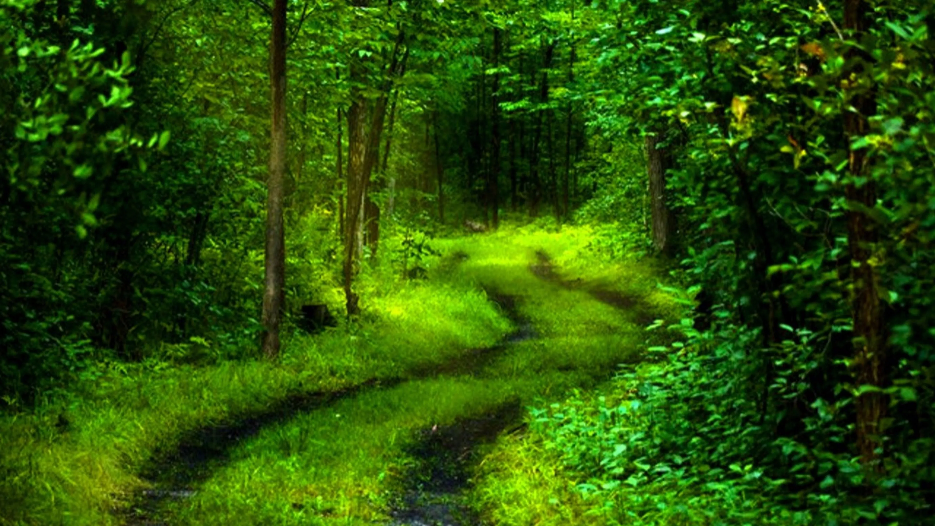Wallpaper Green Grass and Trees During Daytime, Background Free Image