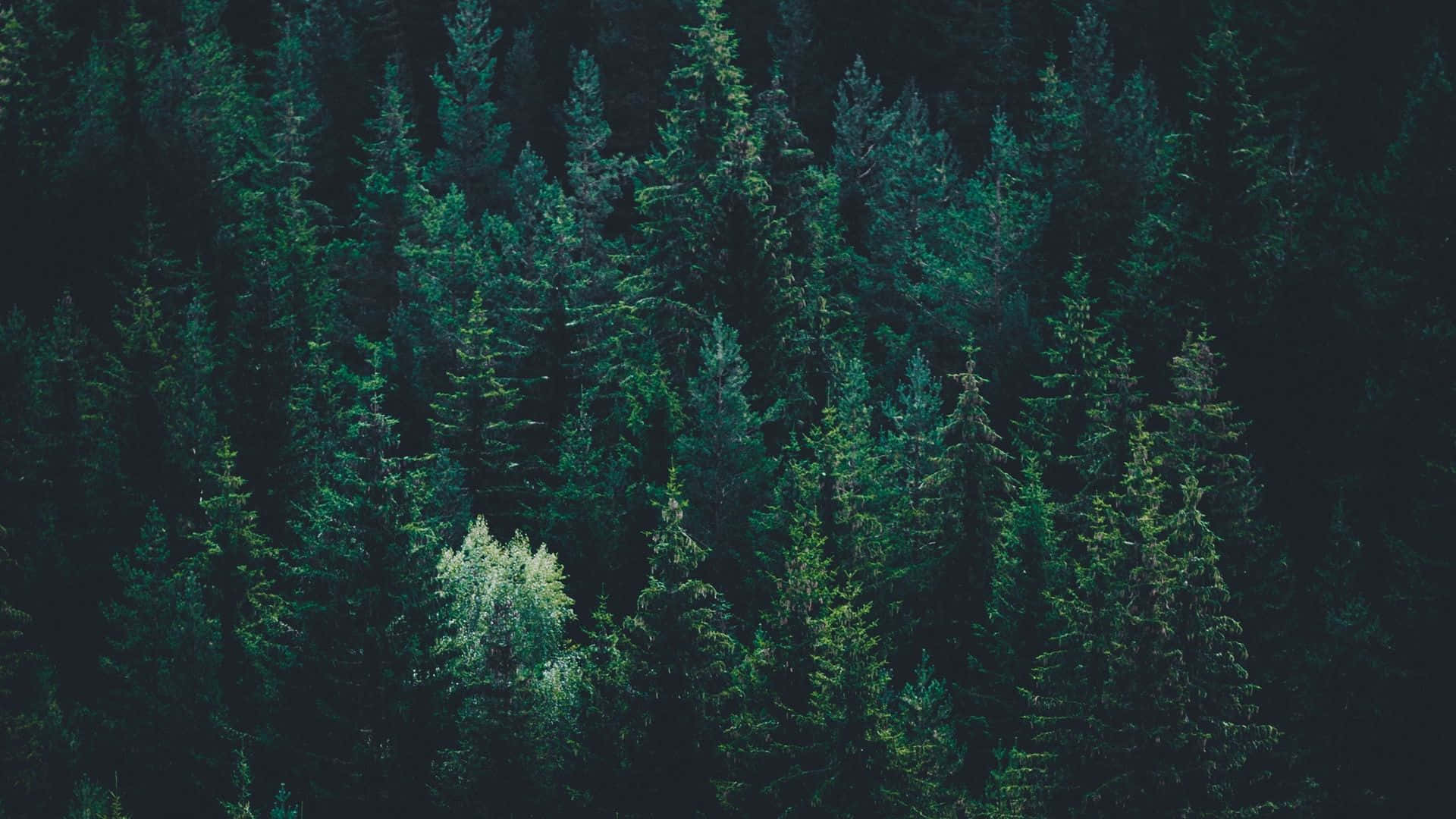 Download “Nestled in the Dark Green Forest” Wallpaper