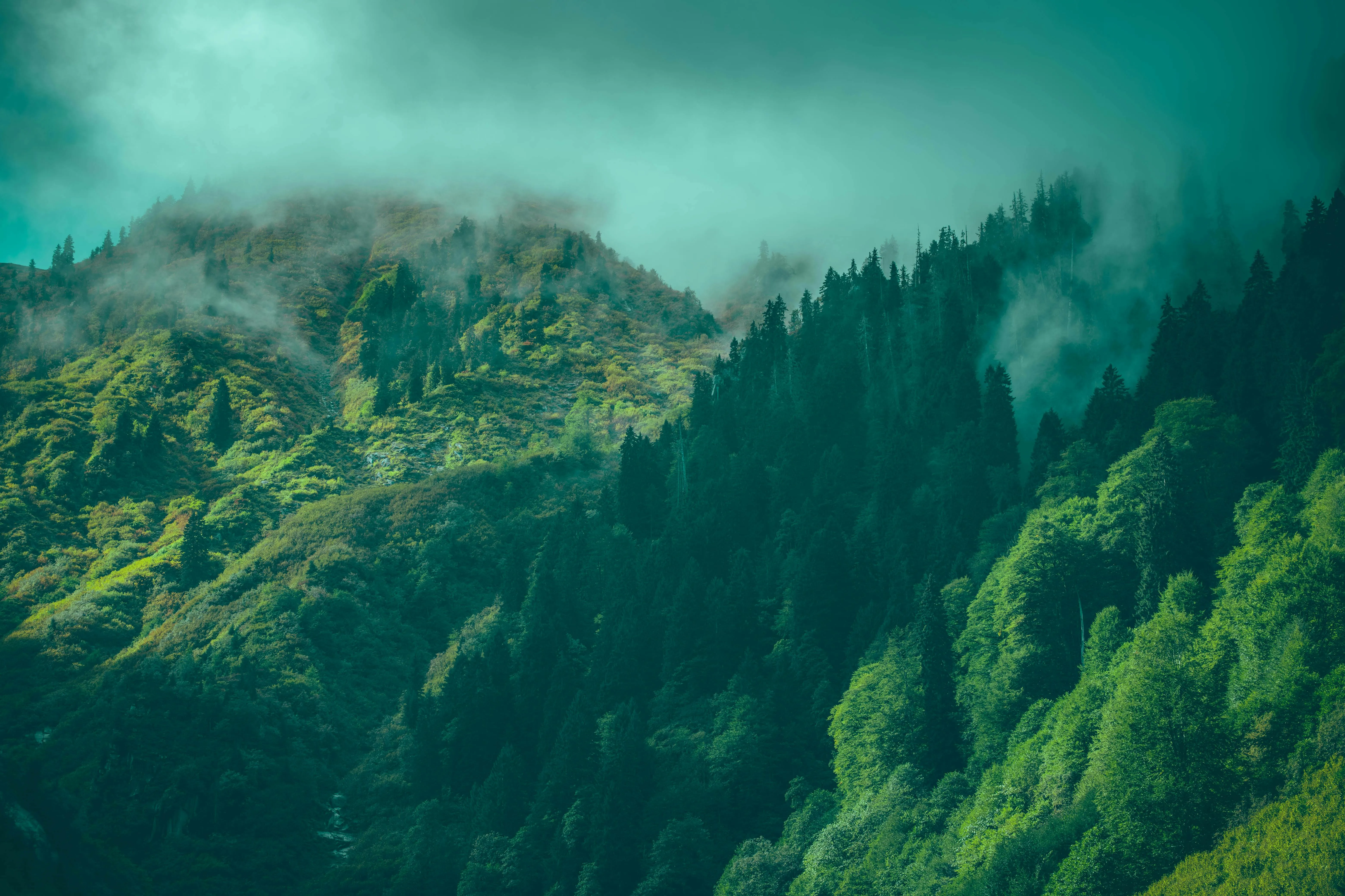 Green, Deep Forest under Cloud · Free
