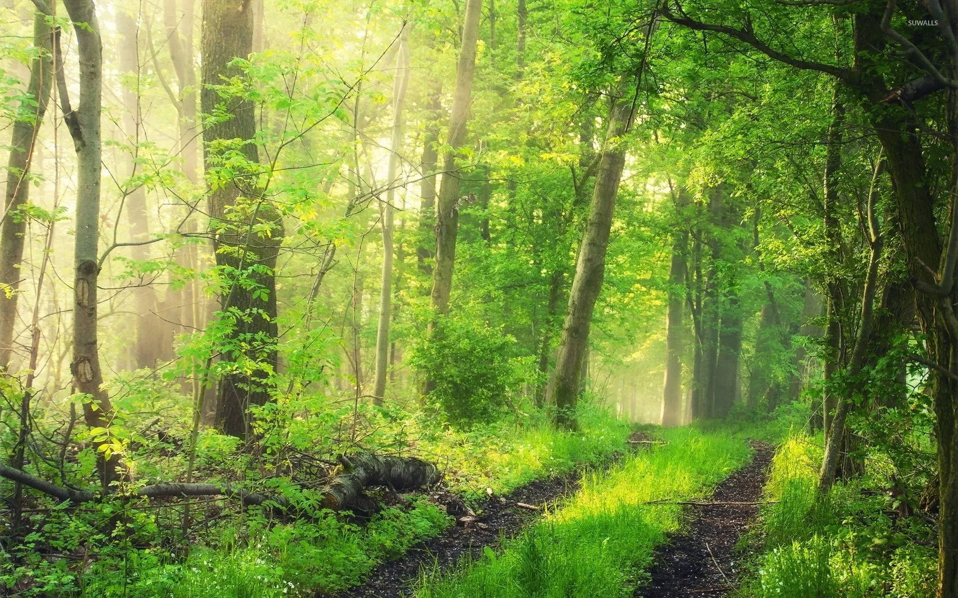 Foggy green forest wallpaper wallpaper
