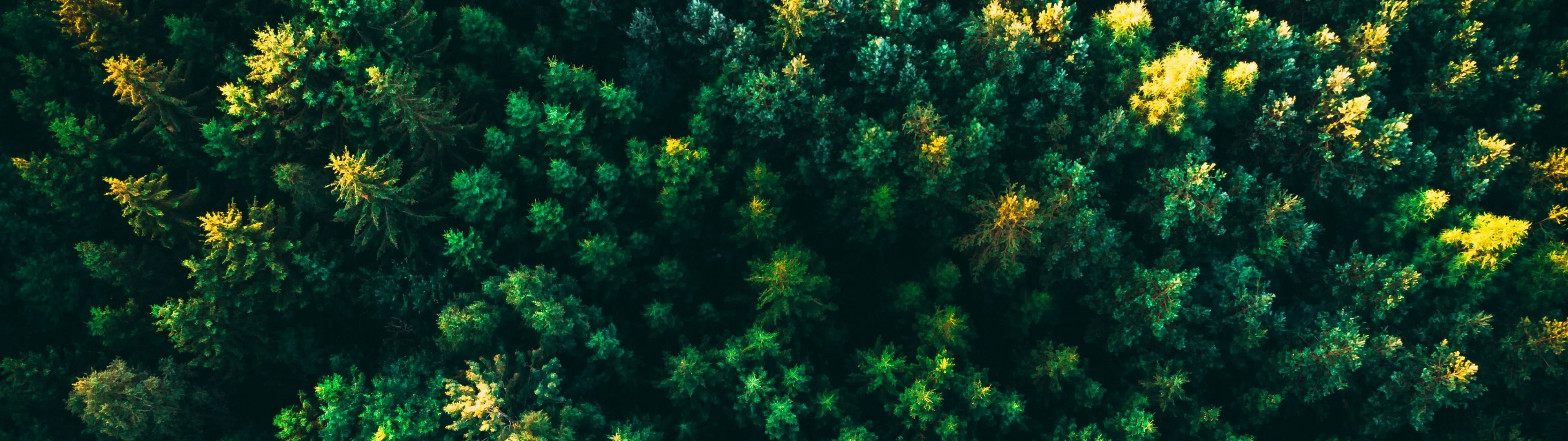 Green Trees Wallpaper 4K, Forest, Aerial view, Greenery